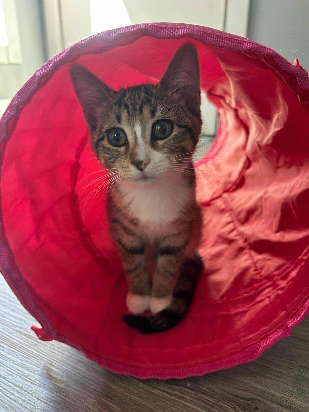 Mittens