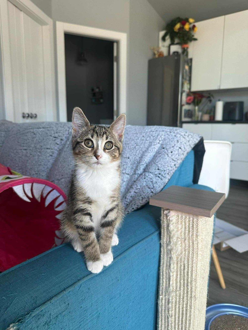 Mittens
