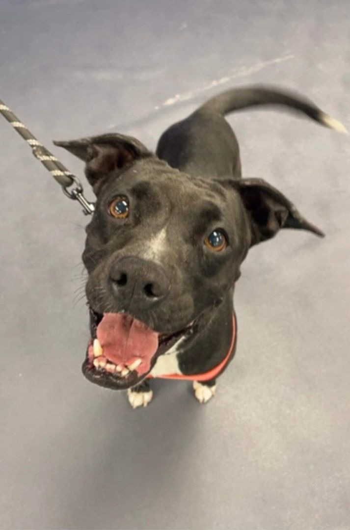 Piper, an adoptable Terrier Mix in Grand Island, NE_image-1