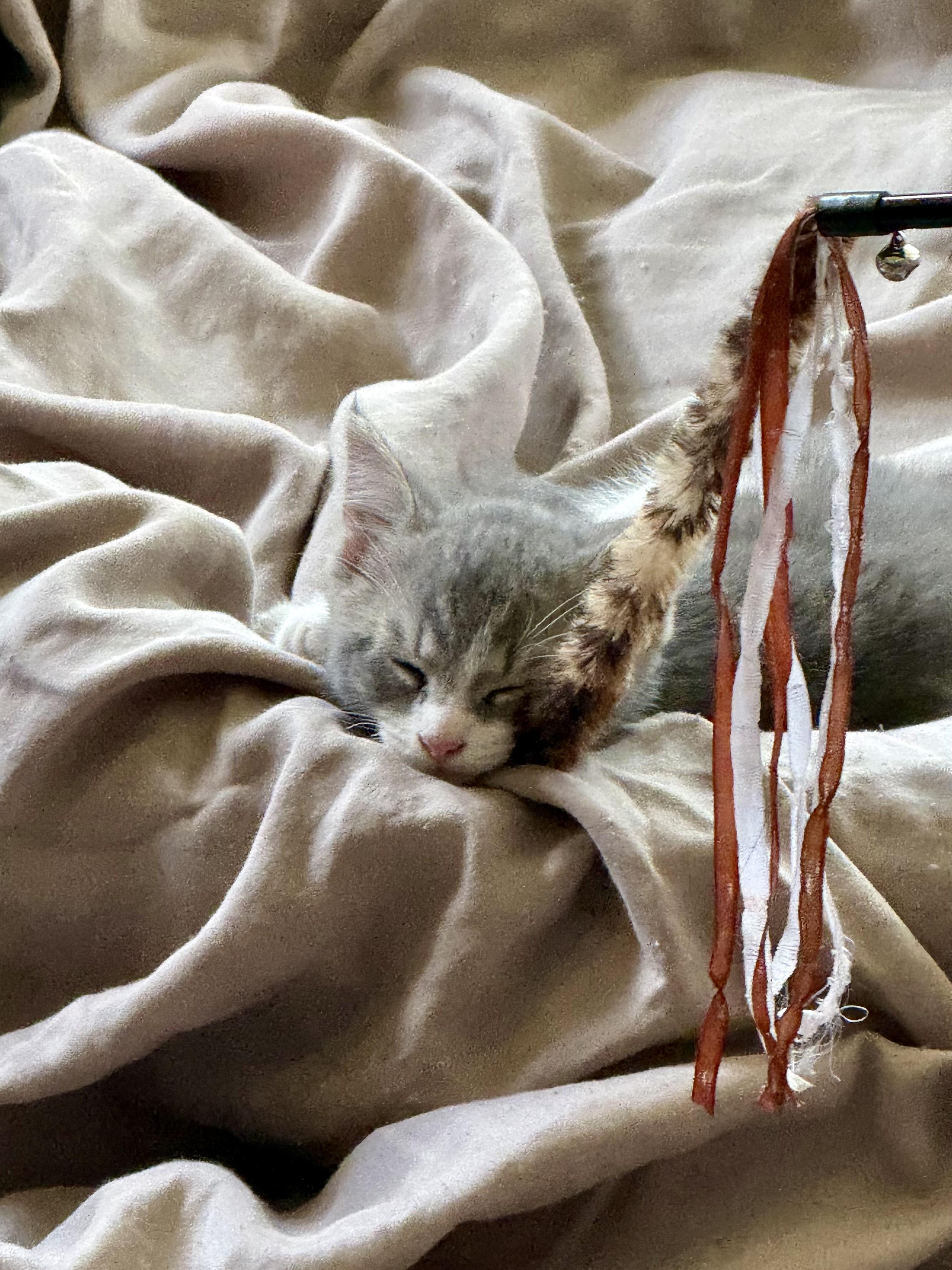 Turbo, an adopted Domestic Short Hair in Lemont, IL image 2/2