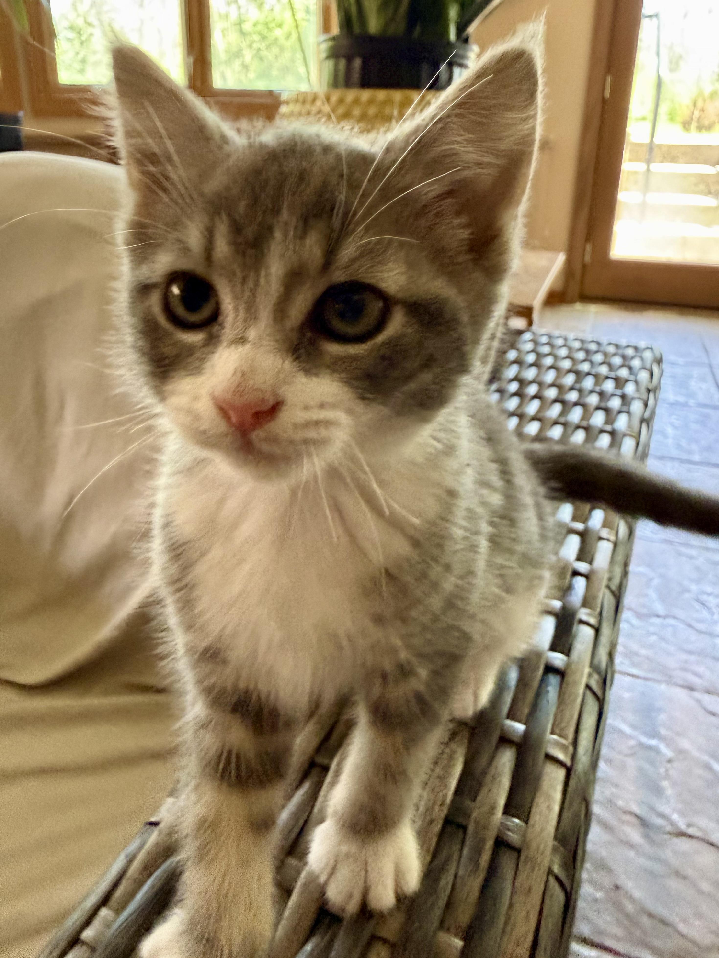 Turbo, an adopted Domestic Short Hair in Lemont, IL image 1/2
