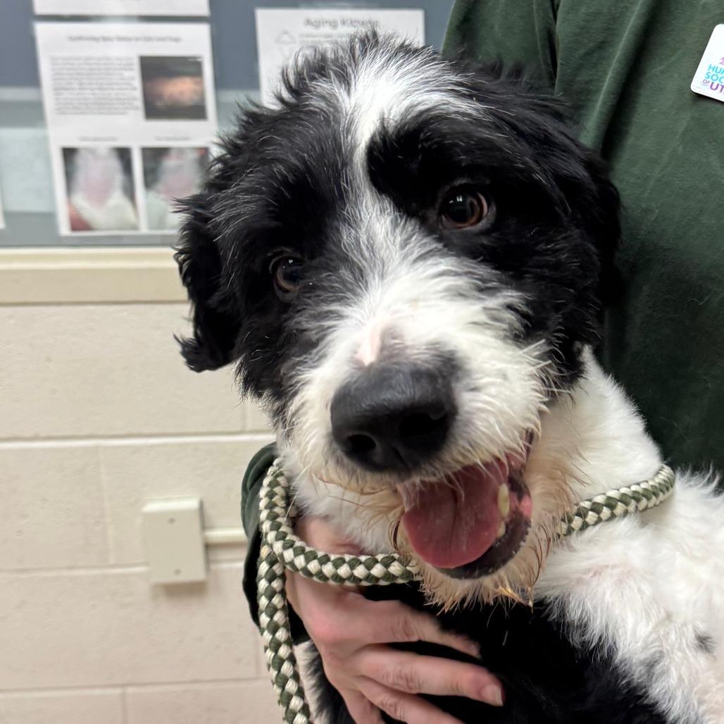 Koe, Adoptable, Adult Male Mixed Breed.