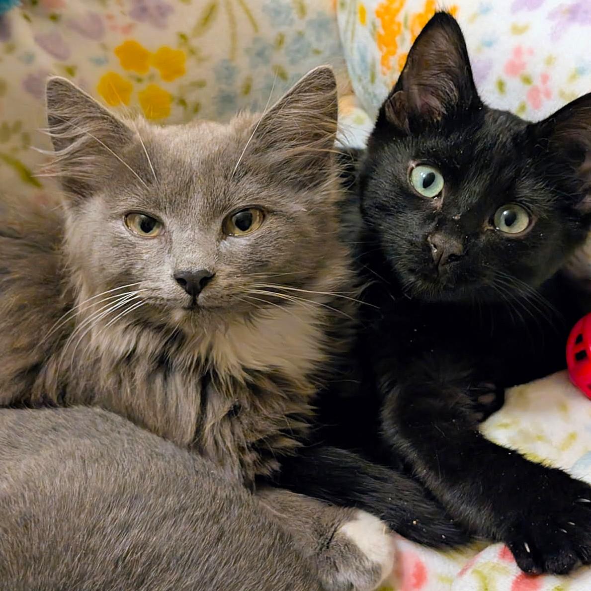 Opie & Wendy, Bestest Buddies, ADOPTABLE, Kitten Male Domestic Medium Hair.