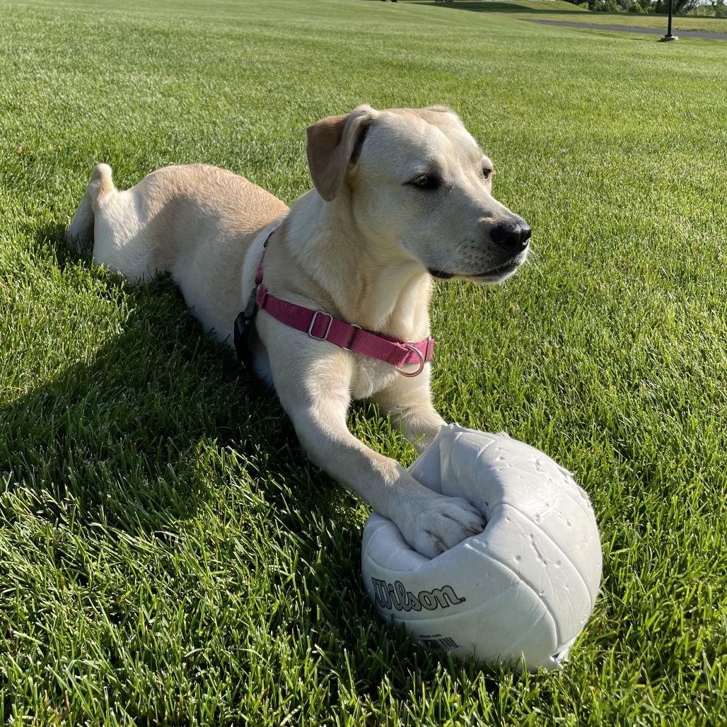 CT Layla (Home in Bethel CT), a Adoptable mixed breed in Stormville, NY image 2/5