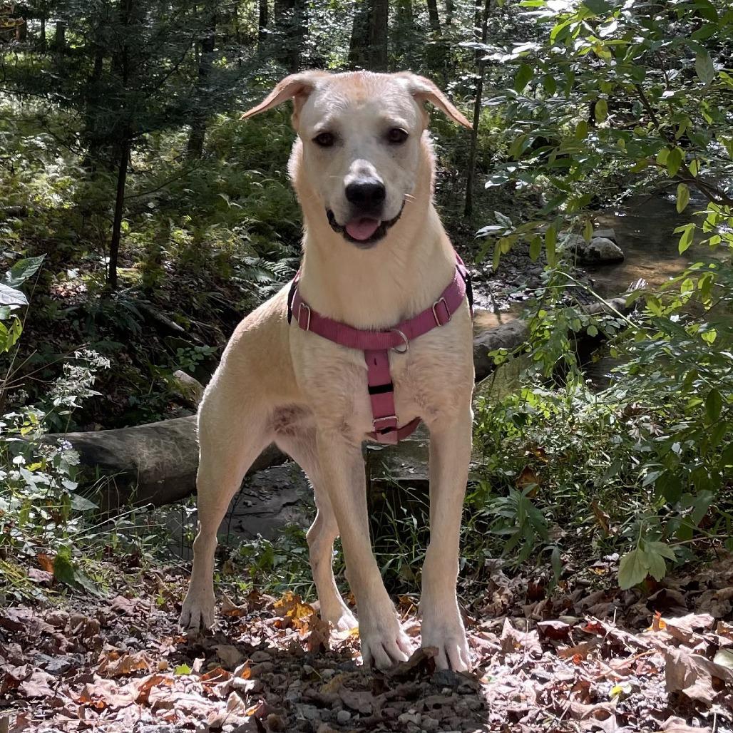 CT Layla (Home in Bethel CT), a Adoptable mixed breed in Stormville, NY image 3/5