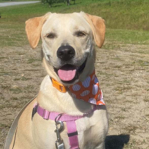 Enlarge CT Layla (Home in Bethel CT), a Adoptable mixed breed in Stormville, NY image 4/6