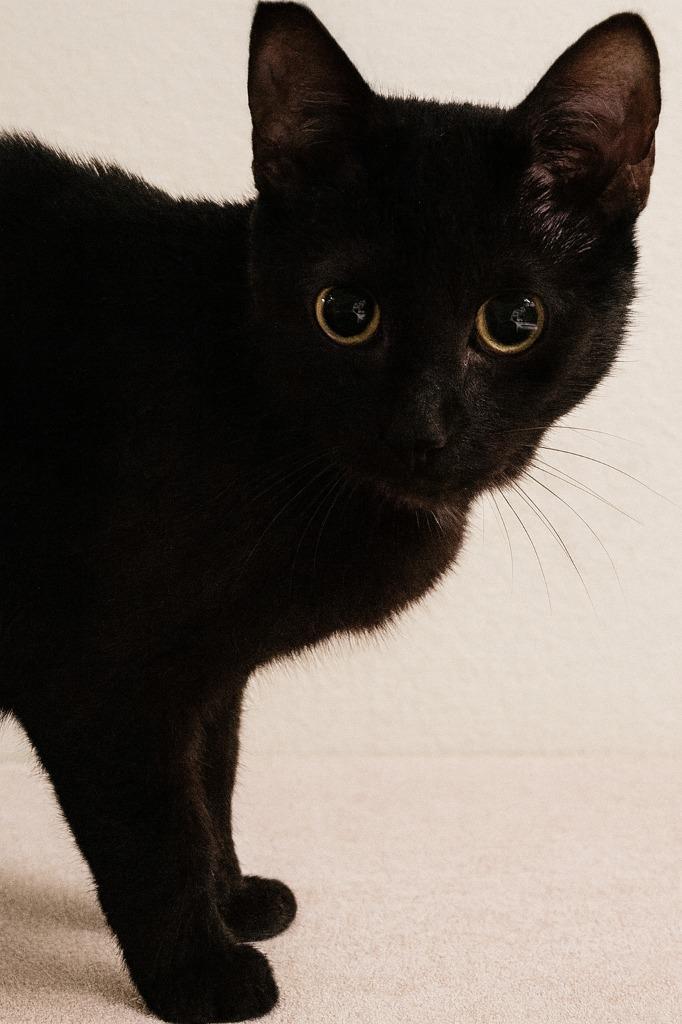 Crawler, Adopted, Young Female Domestic Short Hair.