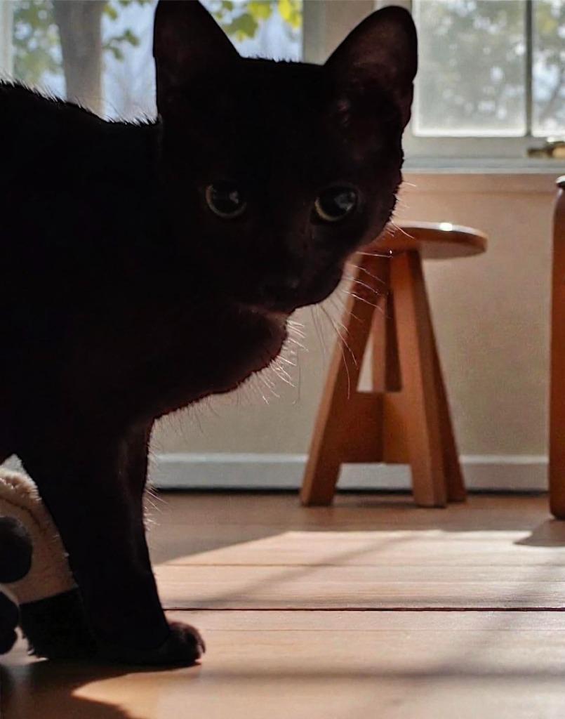 Crawler, a Adopted mixed breed in Richland Hills, TX image 2/2