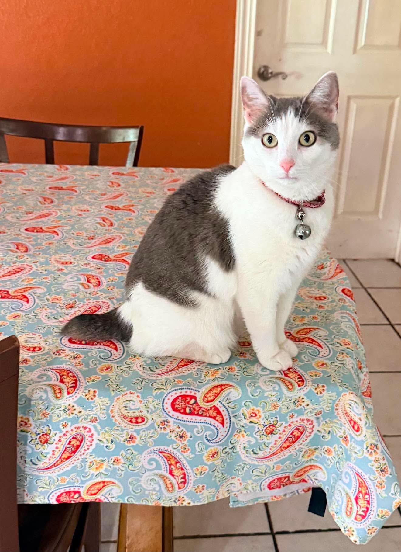 Enlarge Bella, a Adoptable American Bobtail in Tavares, FL image 2/2