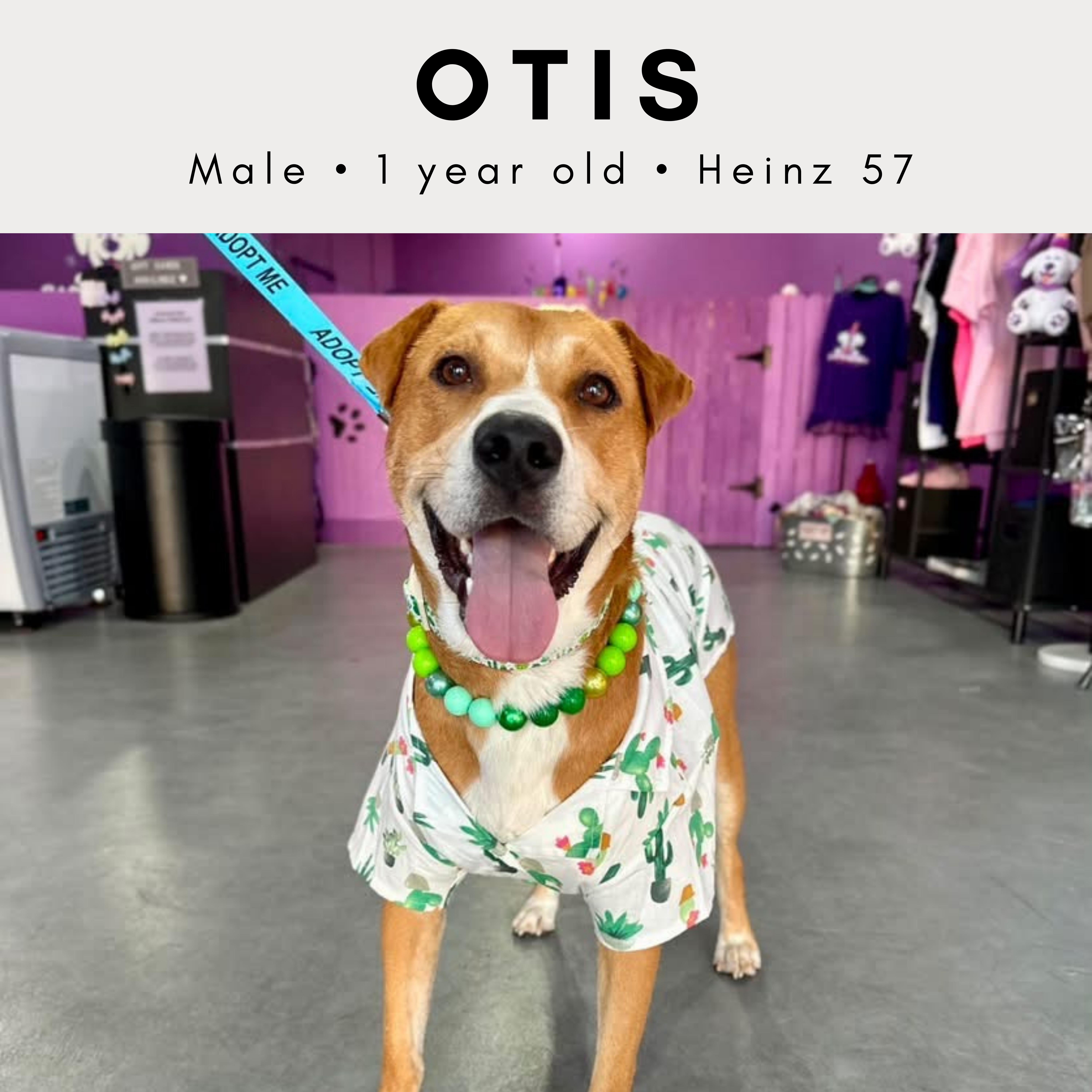 Otis, adopted, Adult Male Black Mouth Cur & Mixed Breed.