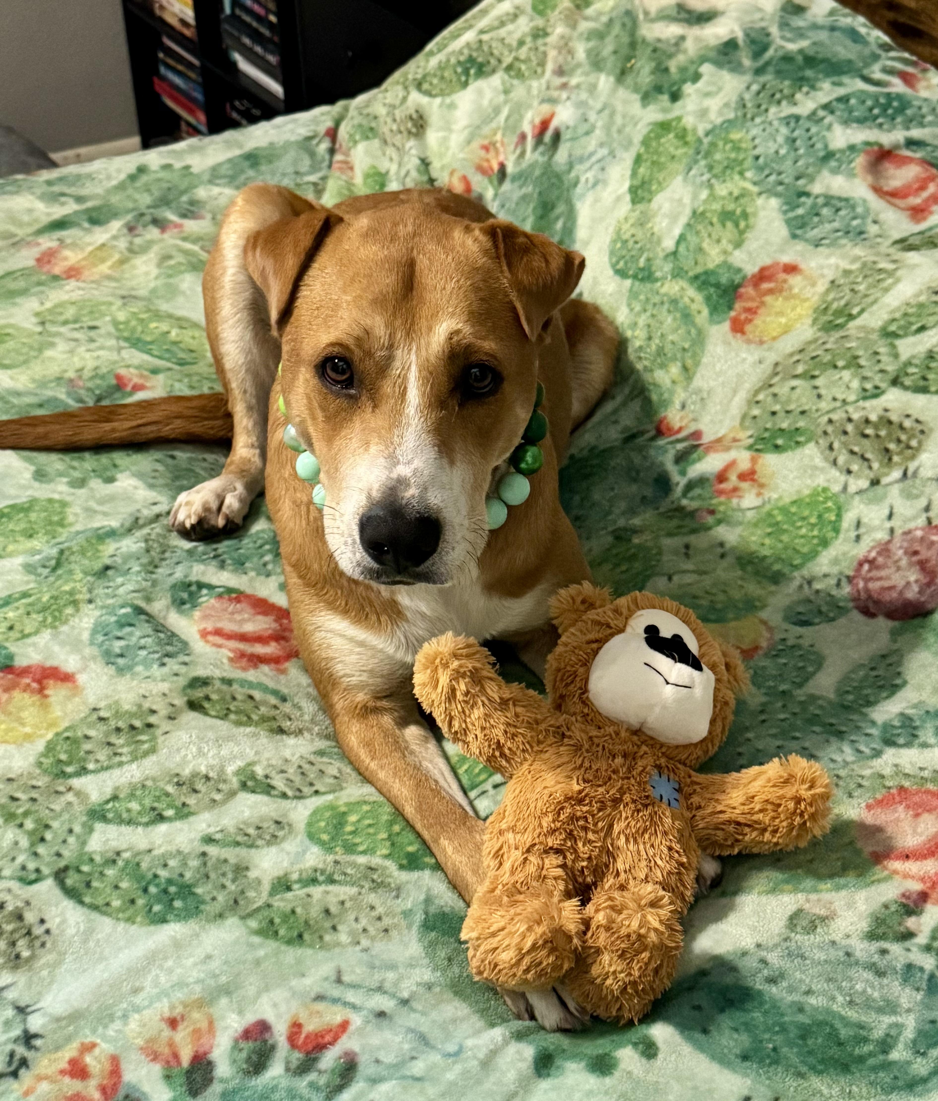 Enlarge Otis, an adopted mixed breed in Tucson, AZ image 4/4