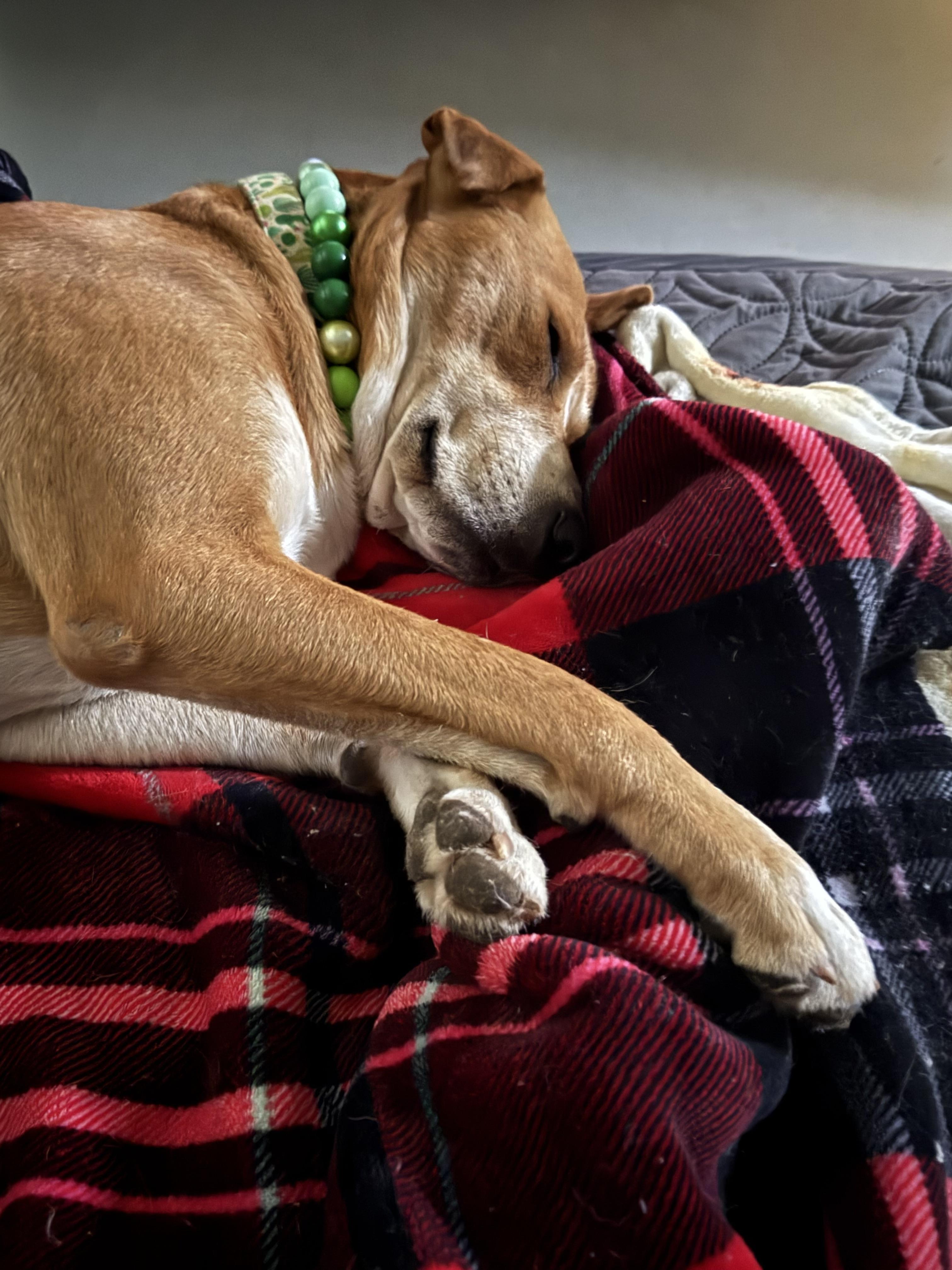 Enlarge Otis, an adopted mixed breed in Tucson, AZ image 3/4