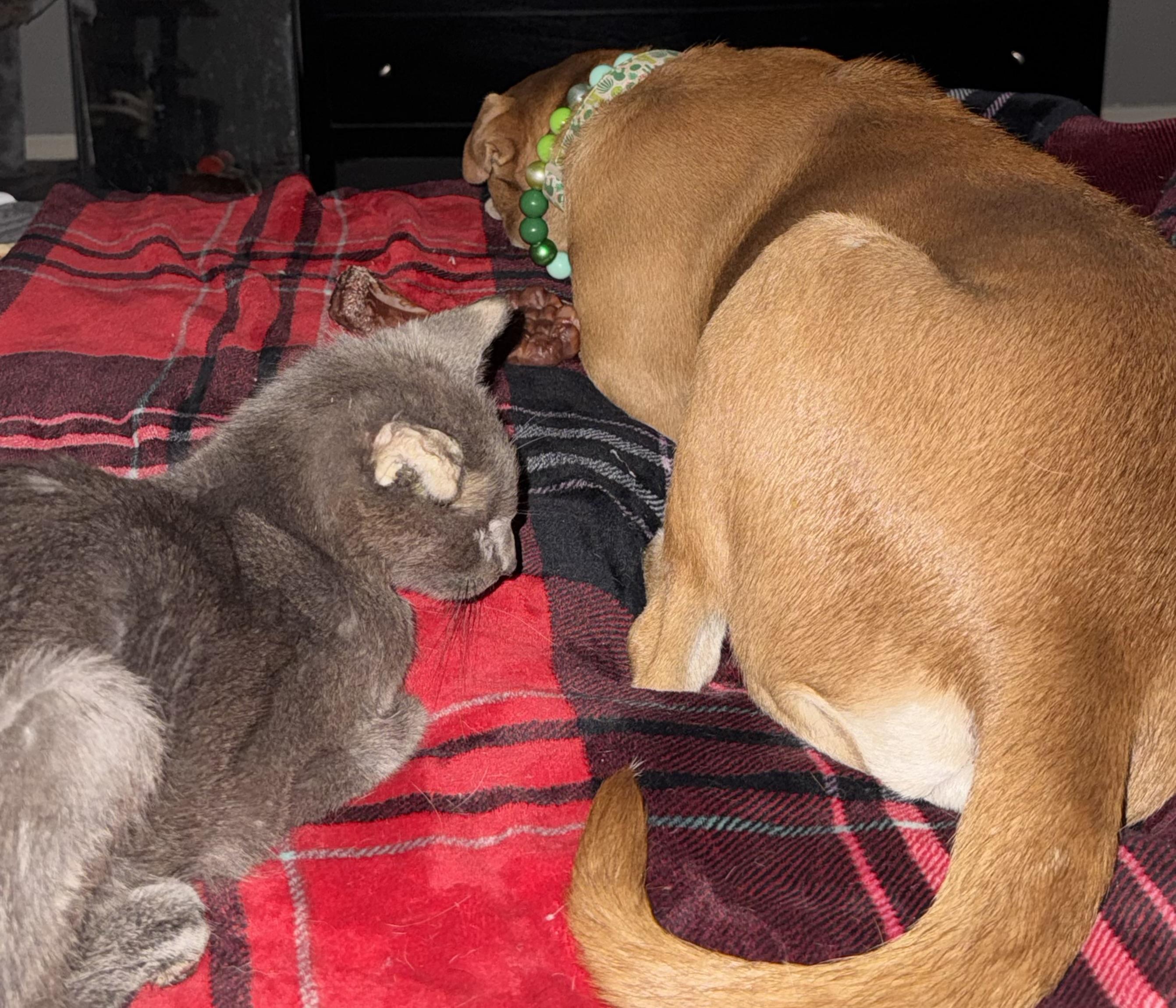Enlarge Otis, an adopted mixed breed in Tucson, AZ image 2/4
