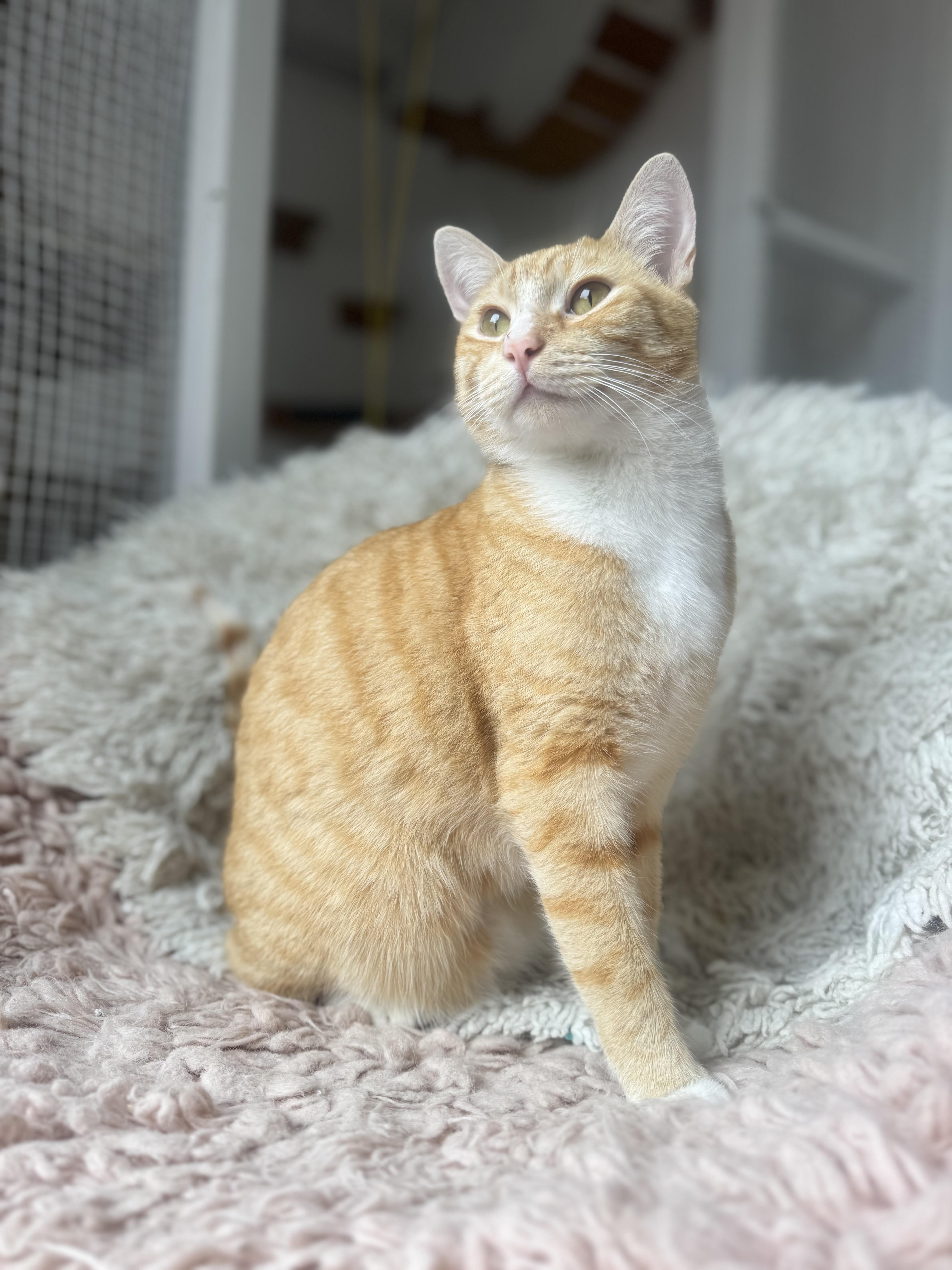 Enlarge Elmer, a Adoptable Tabby in Pacific Palisades, CA image 4/5