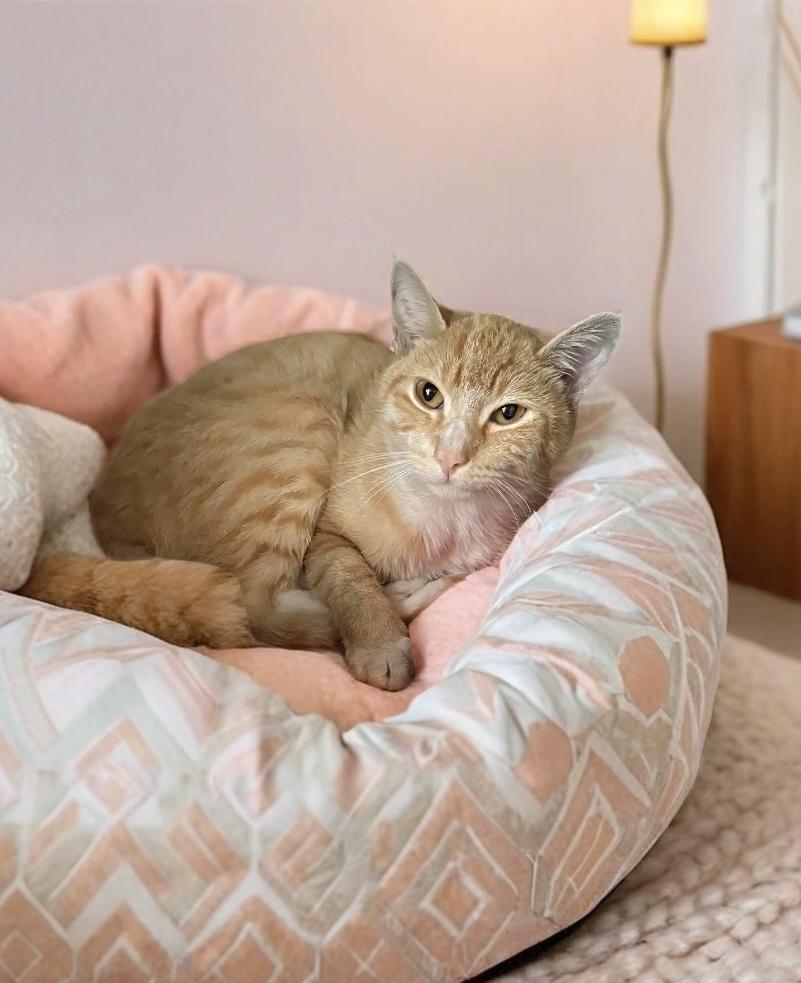 Enlarge Elmer, a Adoptable Tabby in Pacific Palisades, CA image 3/5