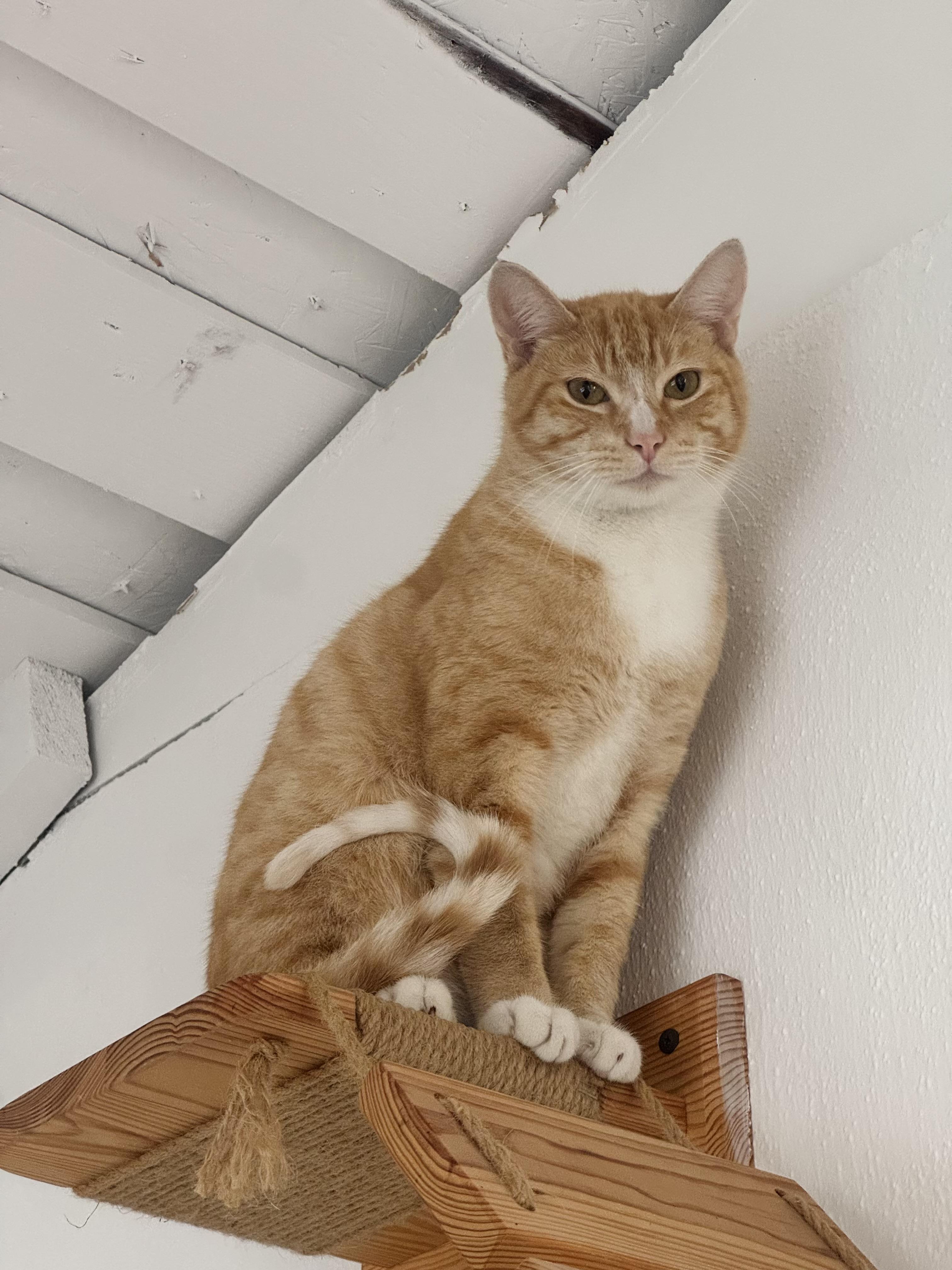 Enlarge Elmer, a Adoptable Tabby in Pacific Palisades, CA image 2/5