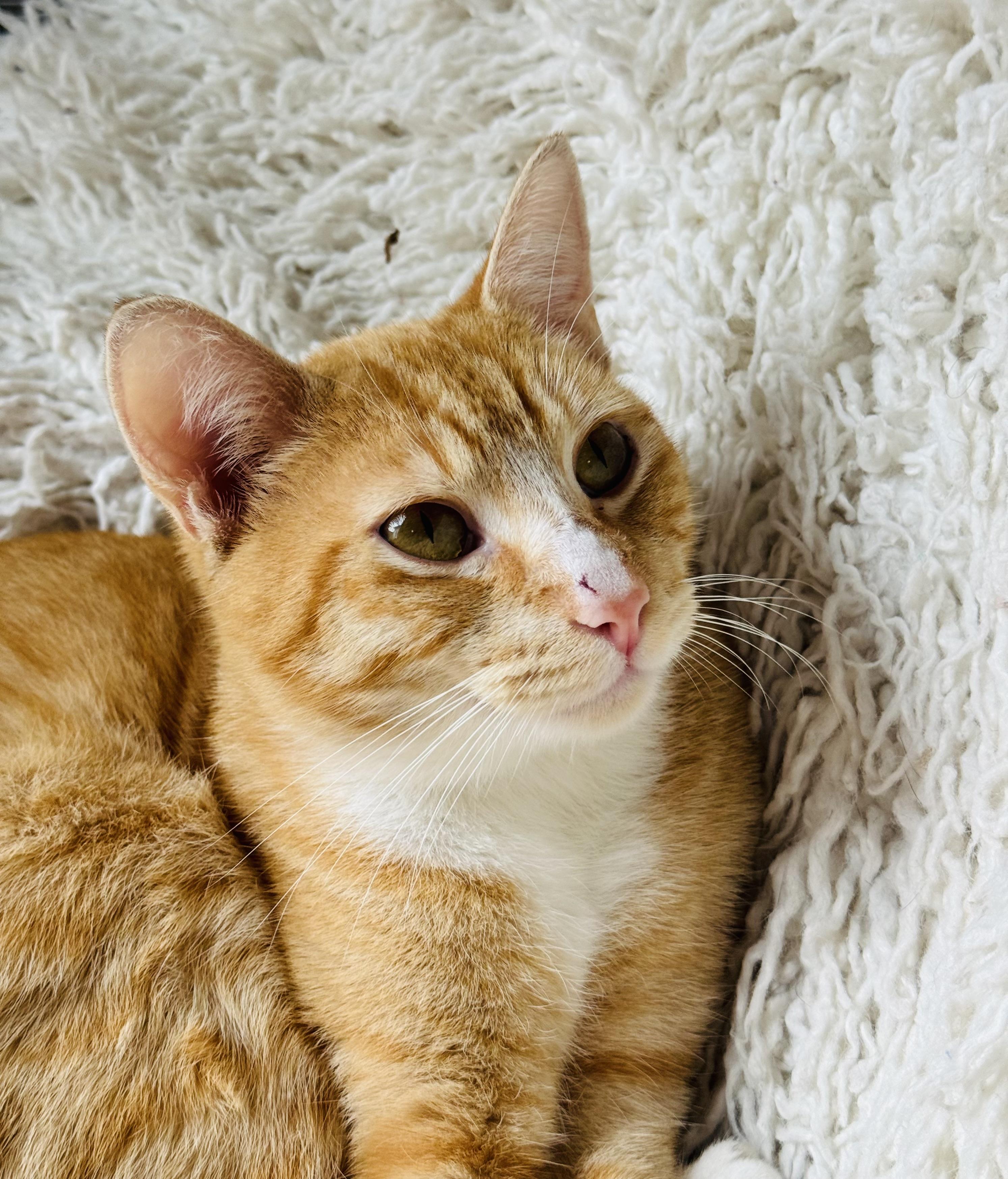 Enlarge Elmer, a Adoptable Tabby in Pacific Palisades, CA image 1/5