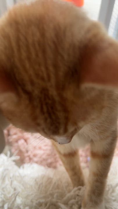 Enlarge Elmer, a Adoptable Tabby in Pacific Palisades, CA video 5/5