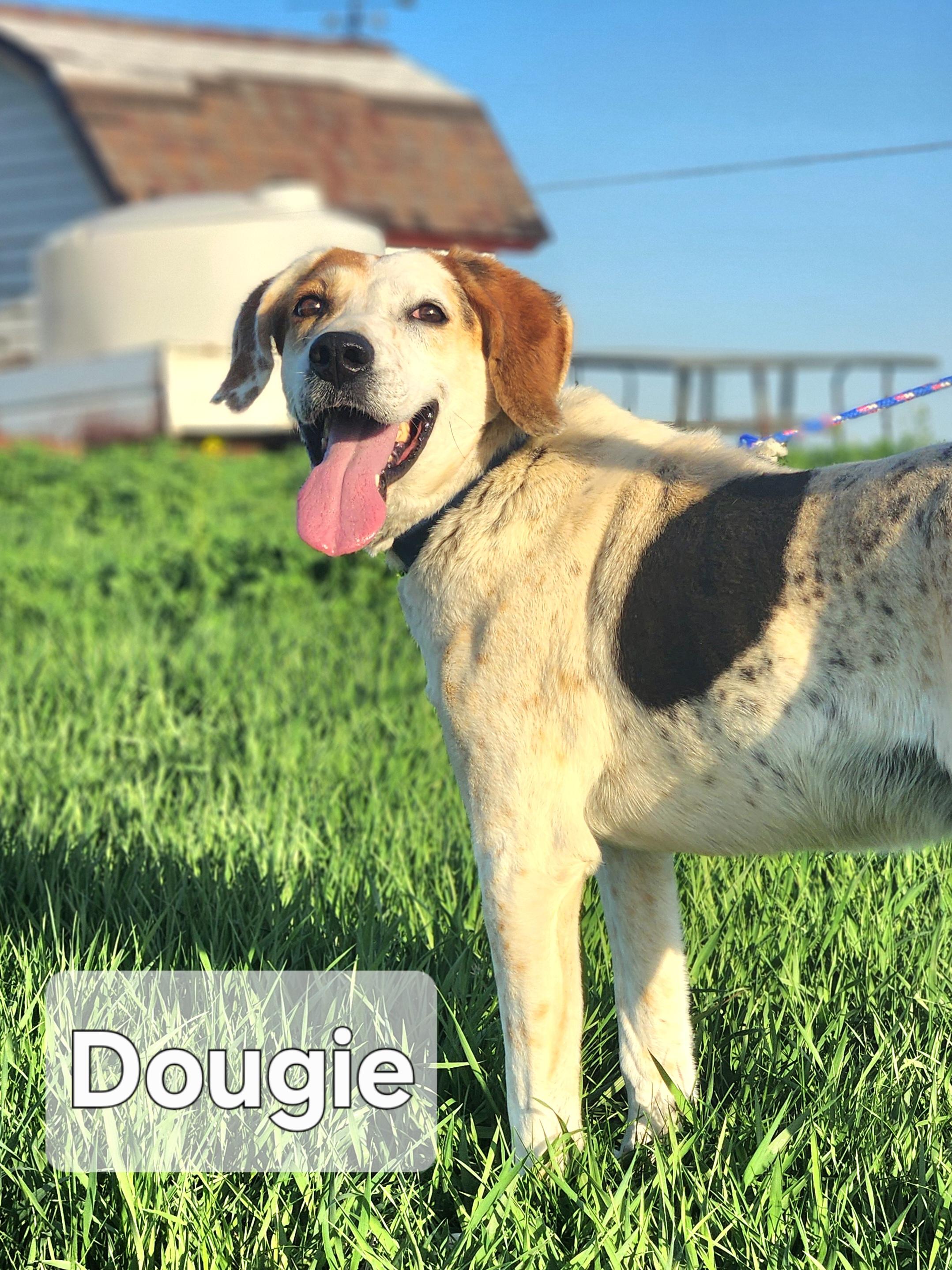 Dougie, Adult Male unknown