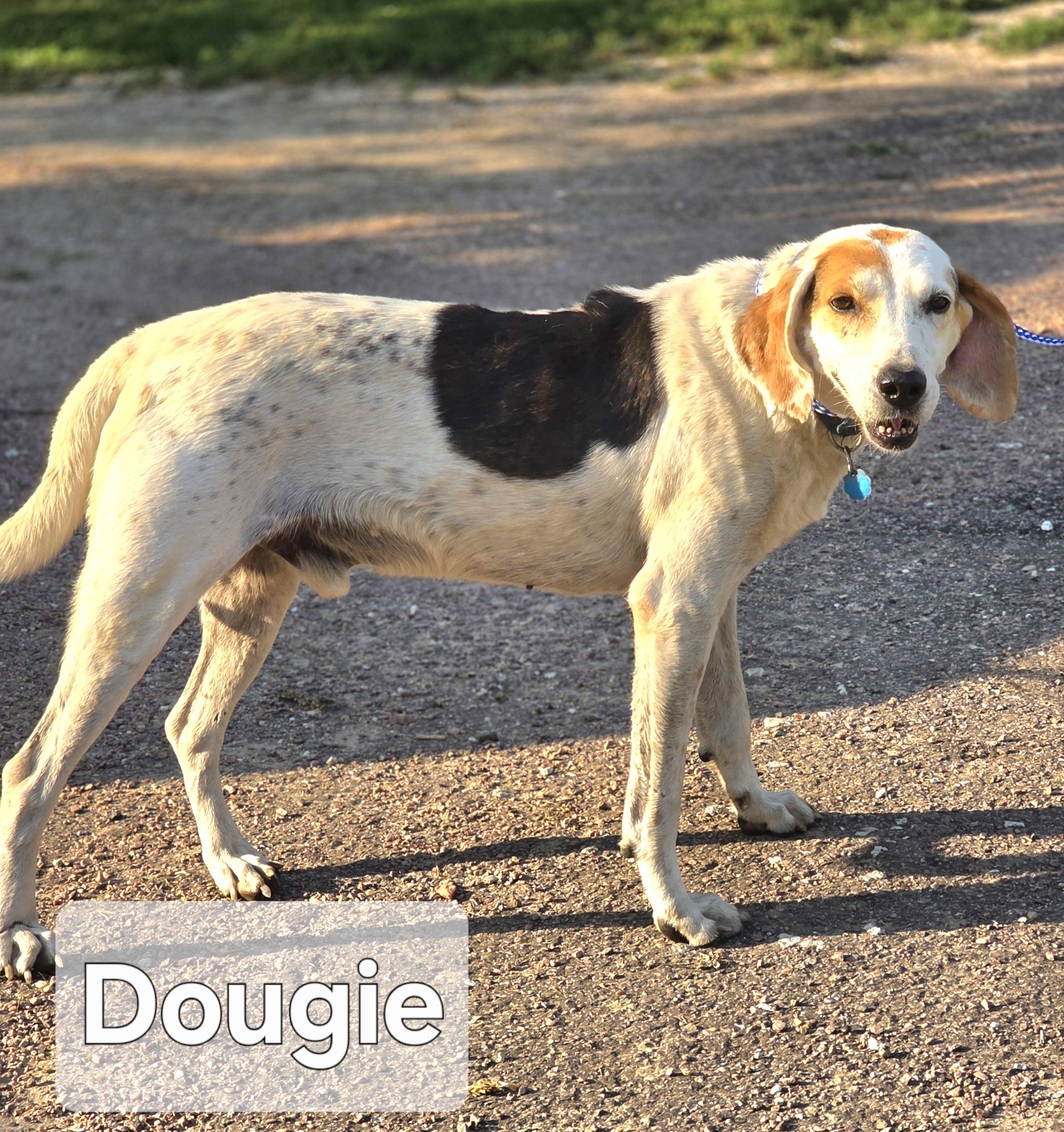 Dougie, an adoptable Treeing Walker Coonhound in Walthill, NE, 68067 | Photo Image 2