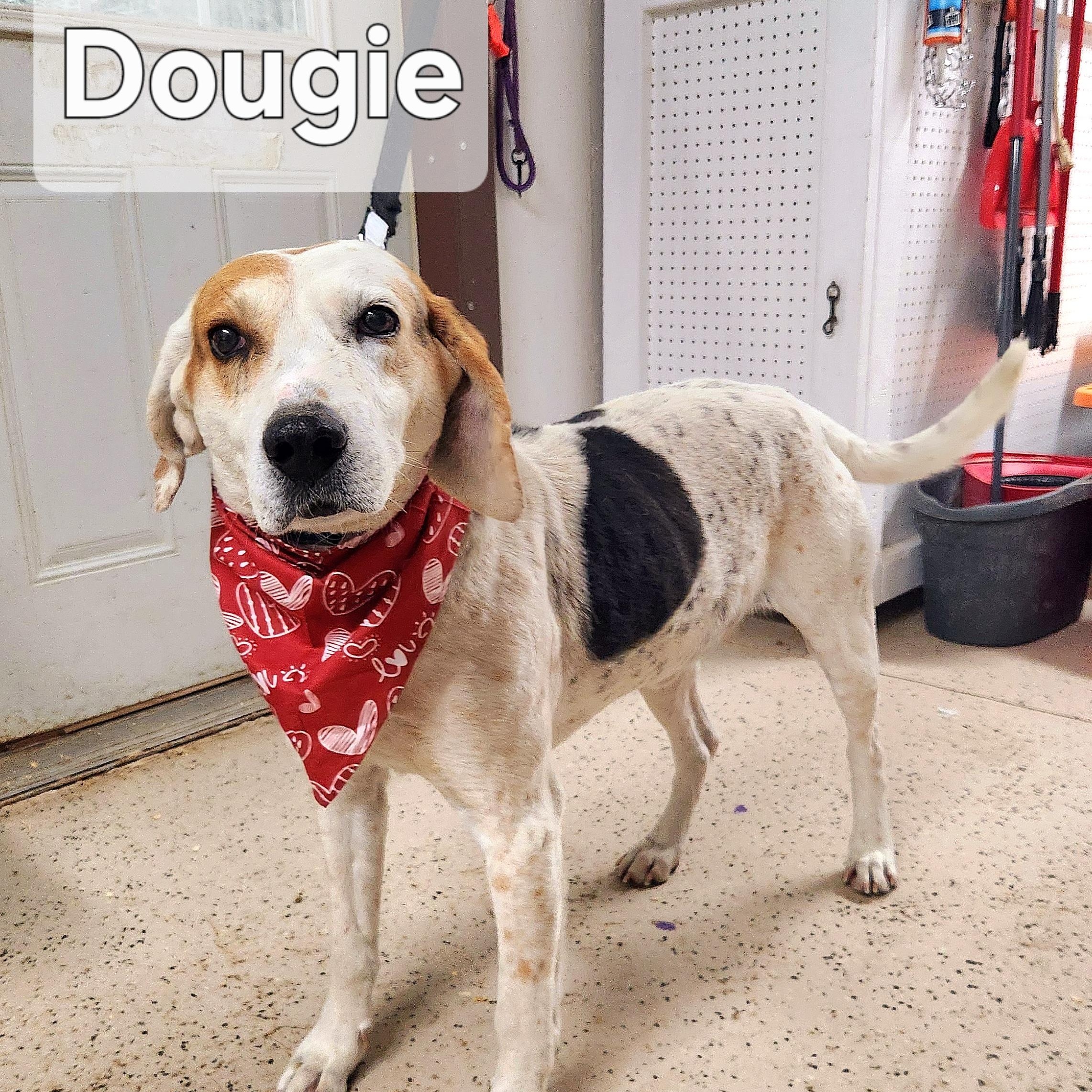 Dougie photo 5