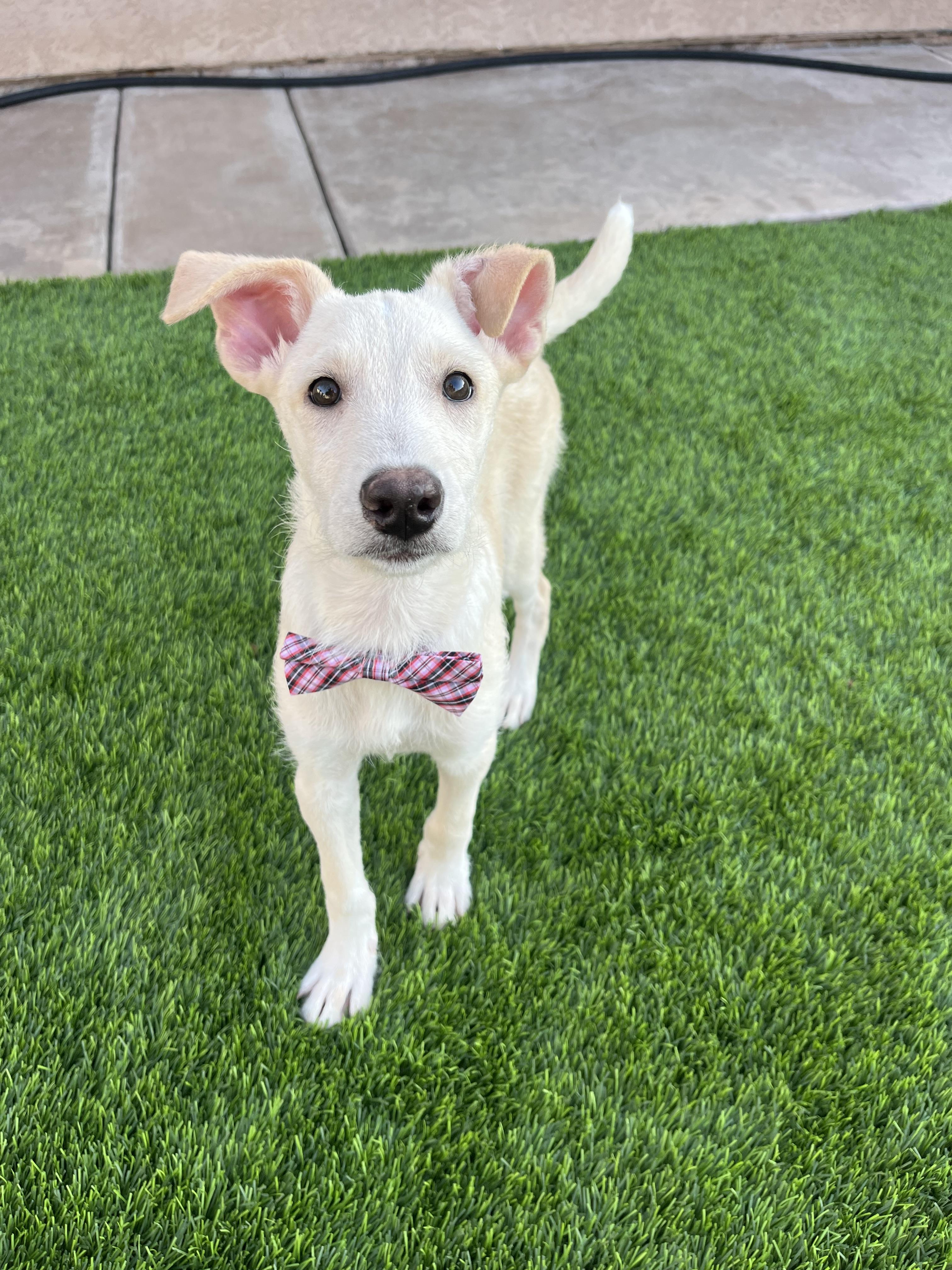 Kuno, an adoptable Labradoodle, Carolina Dog in Poway, CA, 92064 | Photo Image 2
