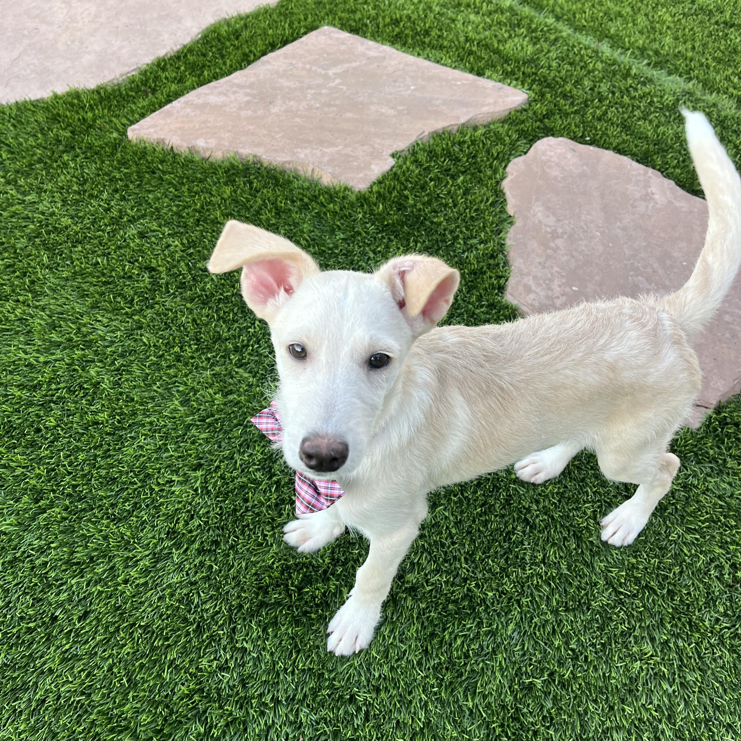 Kuno, an adoptable Labradoodle, Carolina Dog in Poway, CA, 92064 | Photo Image 5