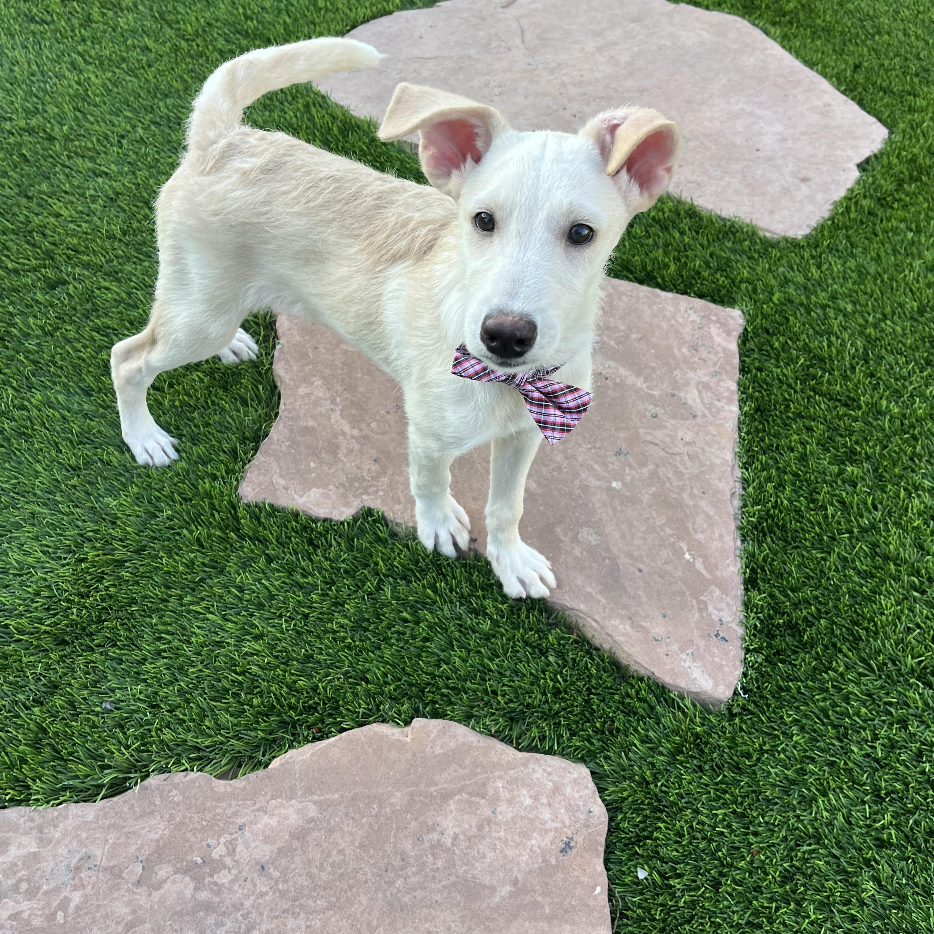 Kuno, an adoptable Labradoodle, Carolina Dog in Poway, CA, 92064 | Photo Image 4