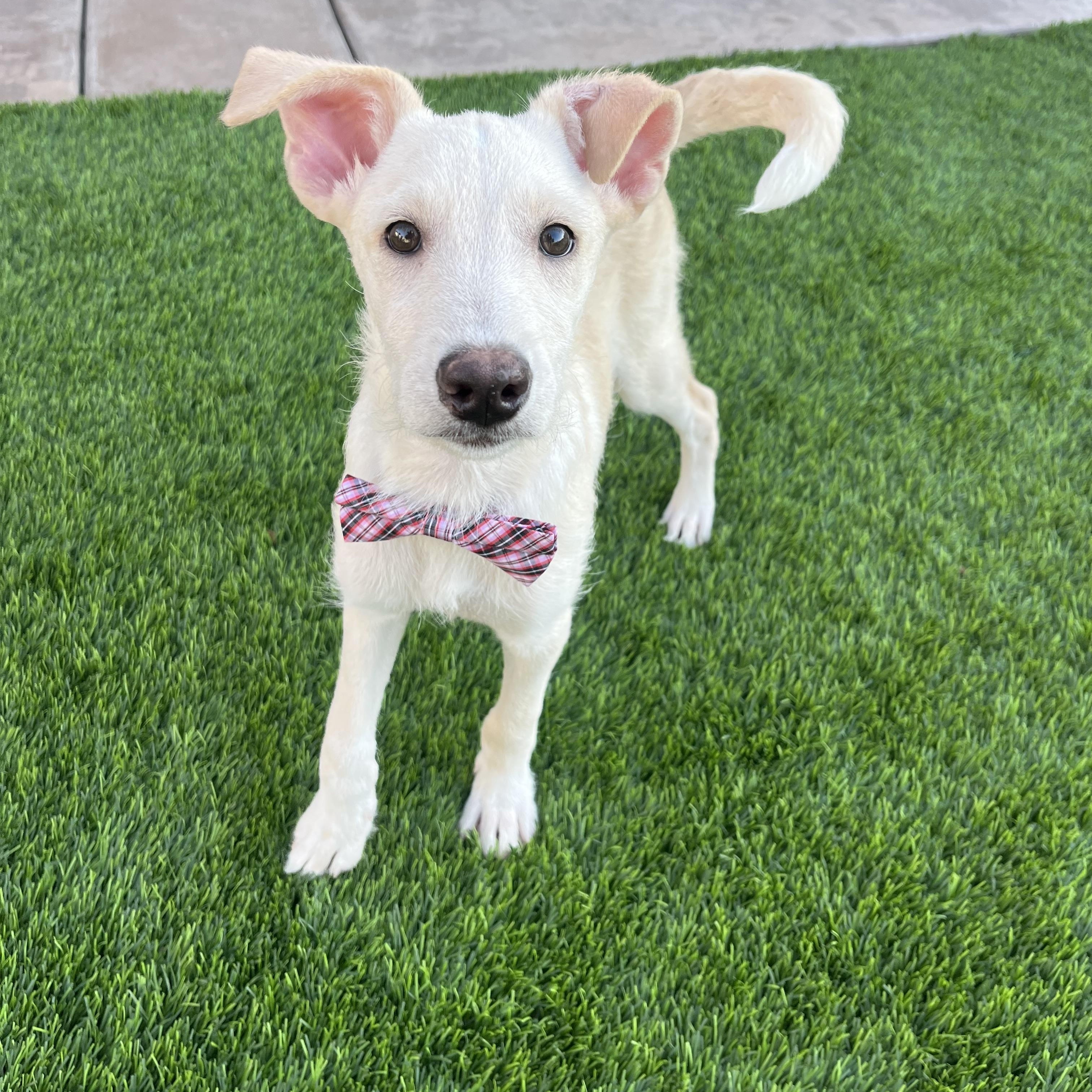 Kuno, an adoptable Labradoodle, Carolina Dog in Poway, CA, 92064 | Photo Image 1