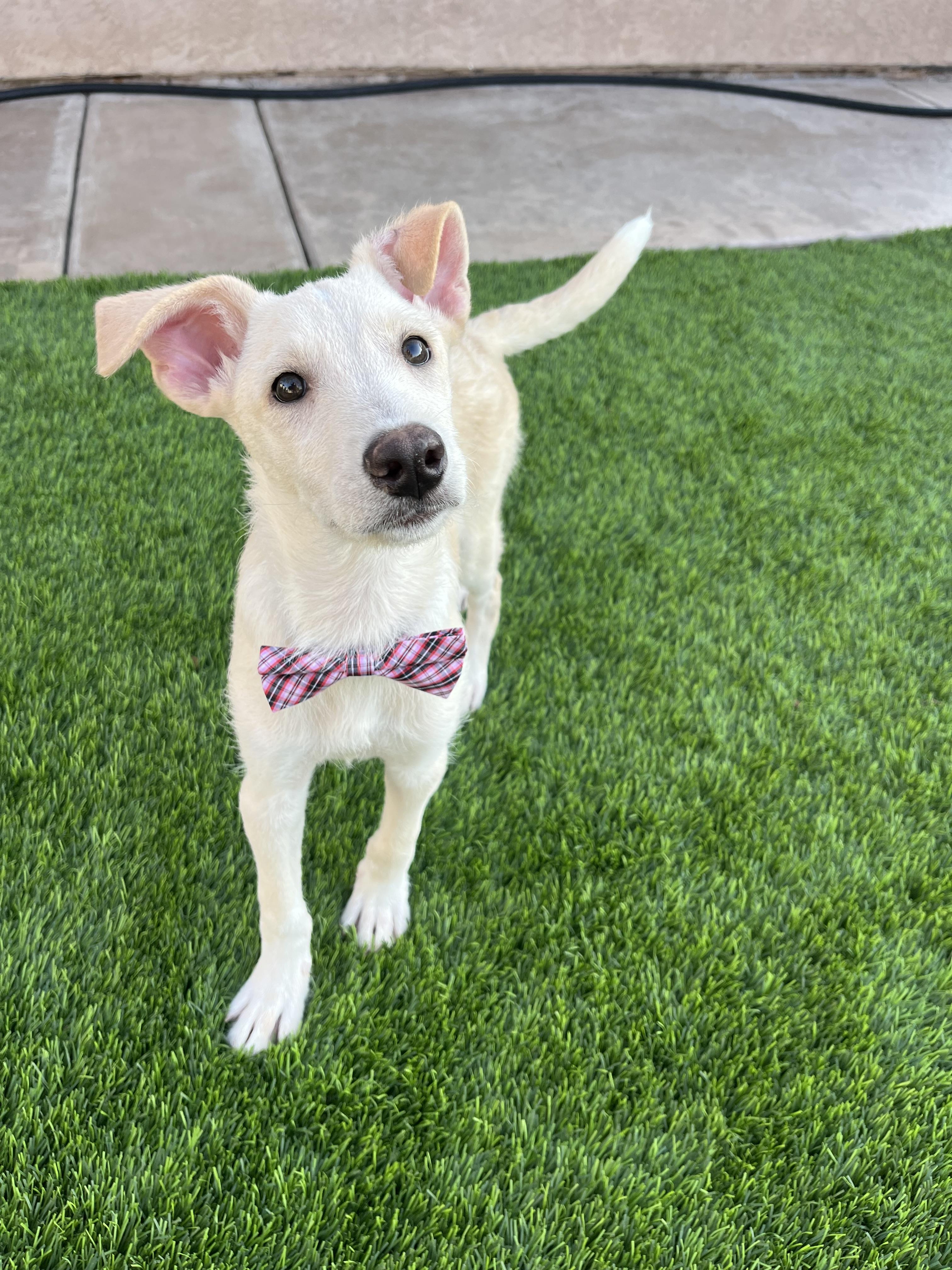 Kuno, an adoptable Labradoodle, Carolina Dog in Poway, CA, 92064 | Photo Image 3