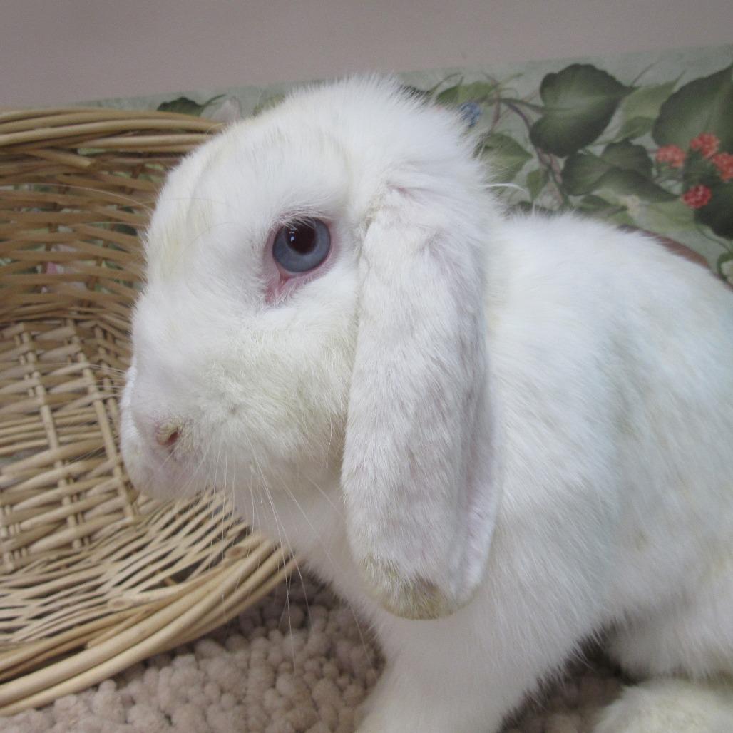 Jolene, Adoptable, Young Female Mini Lop.