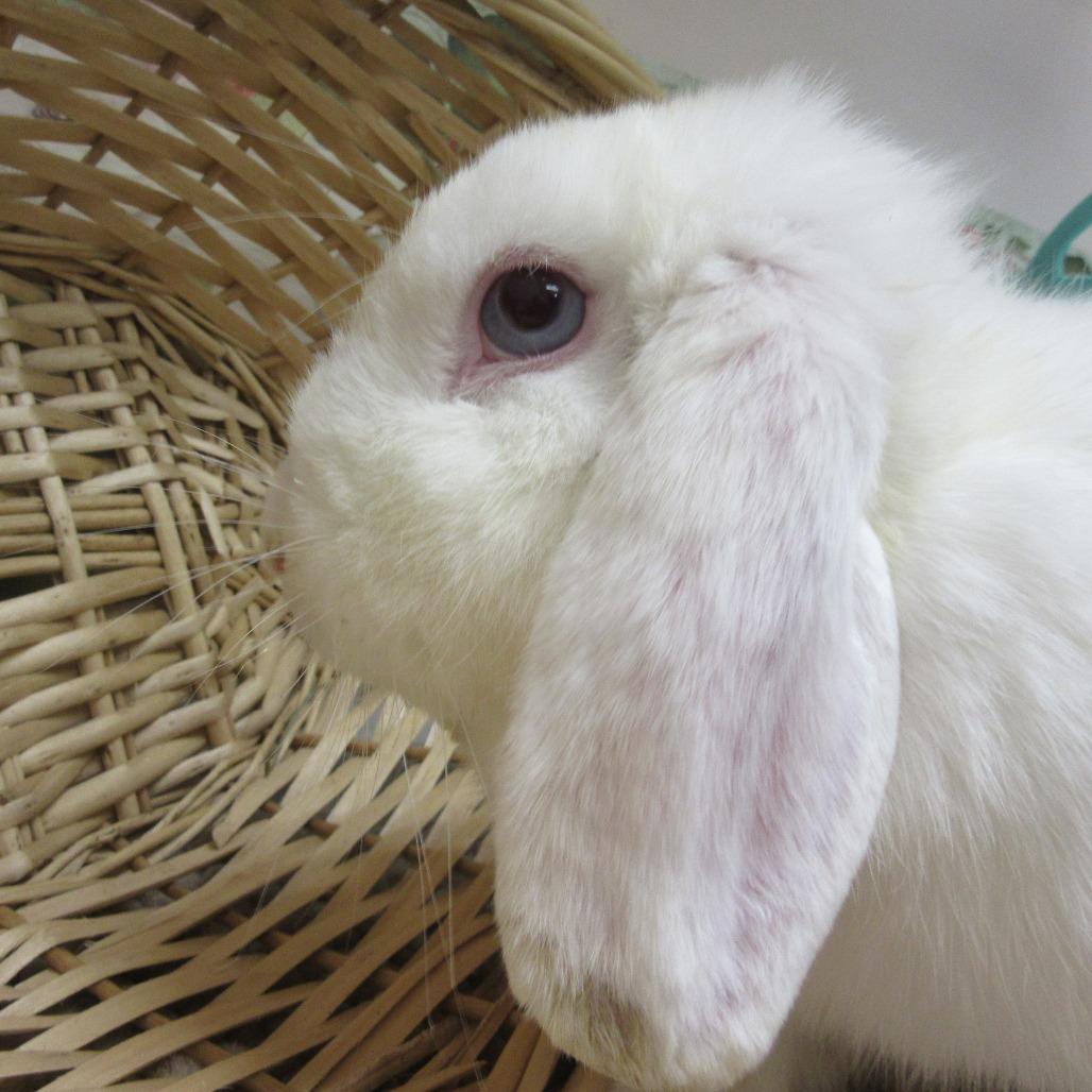 Enlarge Jolene, a Adoptable Mini Lop in Newport, PA image 2/4