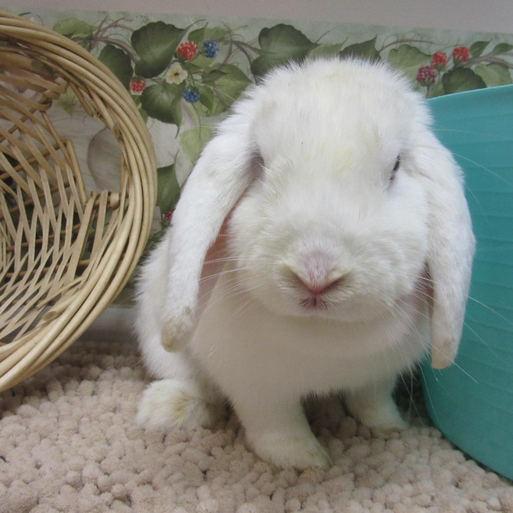 Enlarge Jolene, a Adoptable Mini Lop in Newport, PA image 3/4