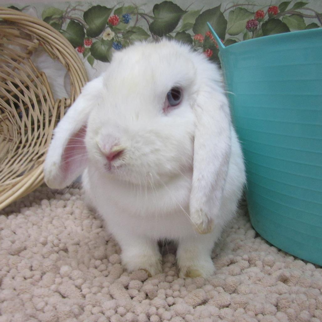 Enlarge Jolene, a Adoptable Mini Lop in Newport, PA image 4/4