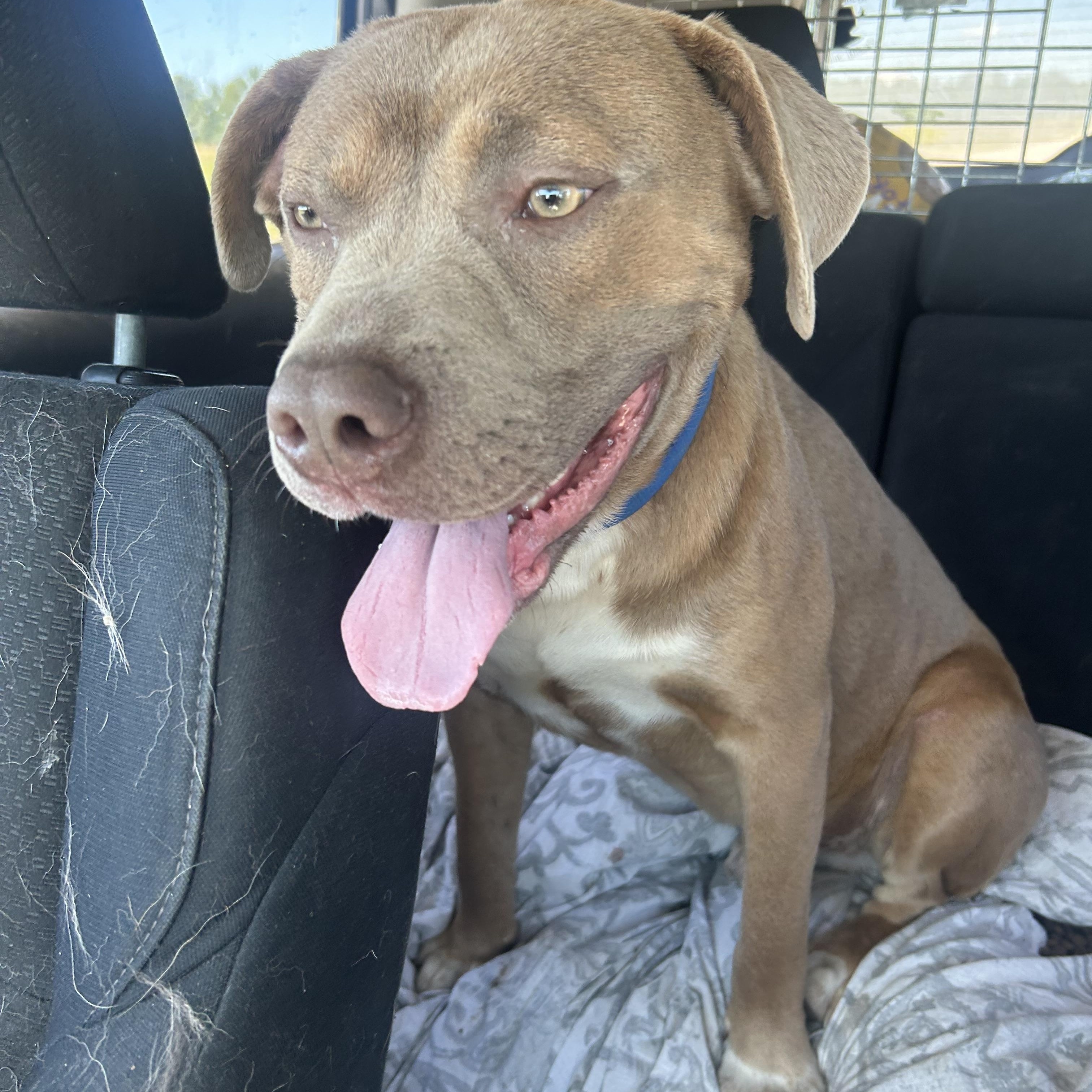 Enlarge Romeo, an adoptable mixed breed in Edmonton, AB image 2/4