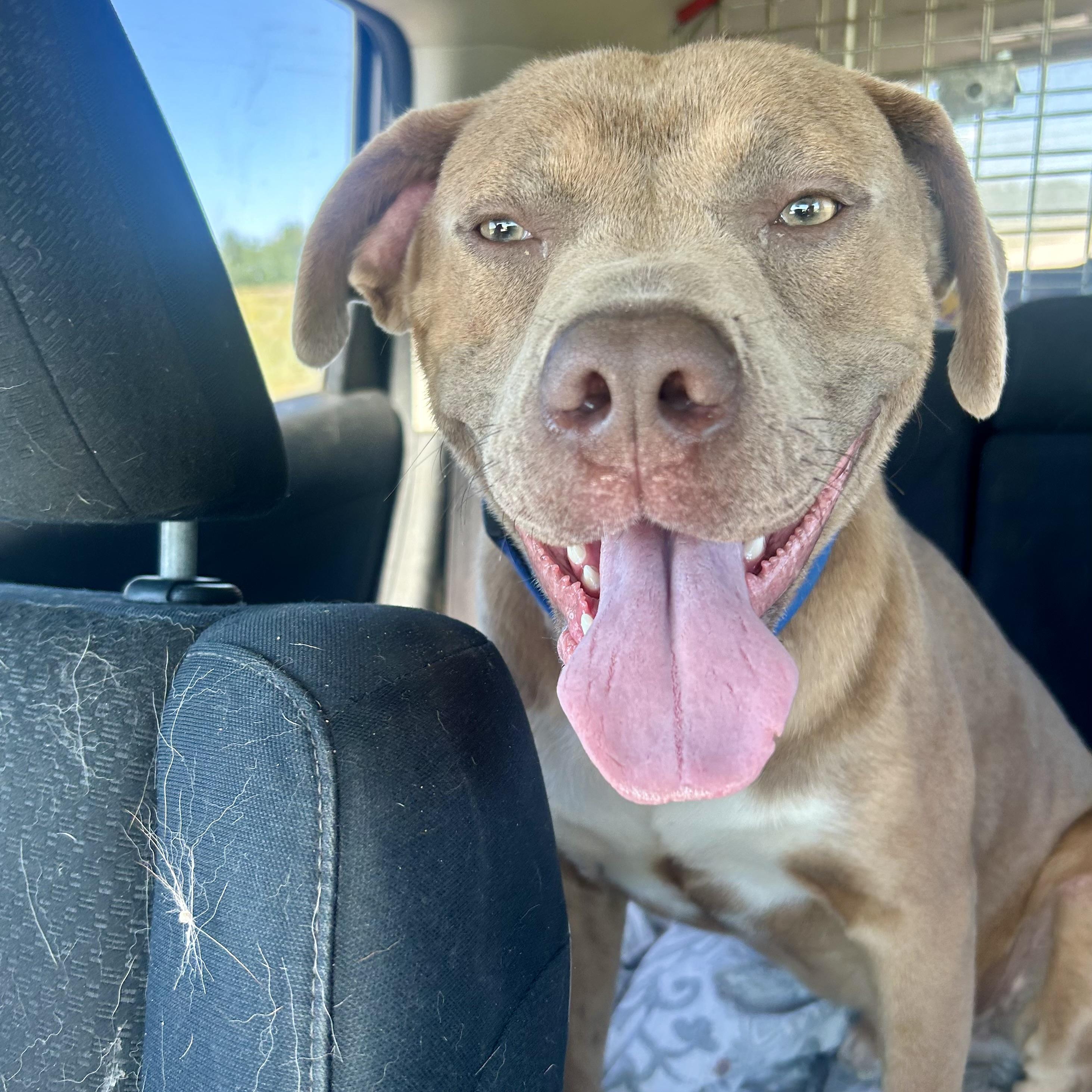 Enlarge Romeo, an adoptable mixed breed in Edmonton, AB image 1/4