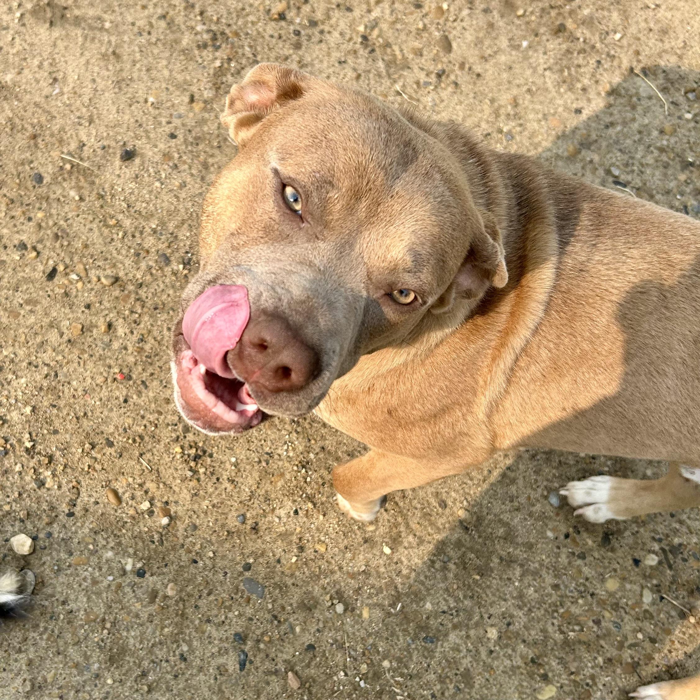 Enlarge Romeo, an adoptable mixed breed in Edmonton, AB image 3/4