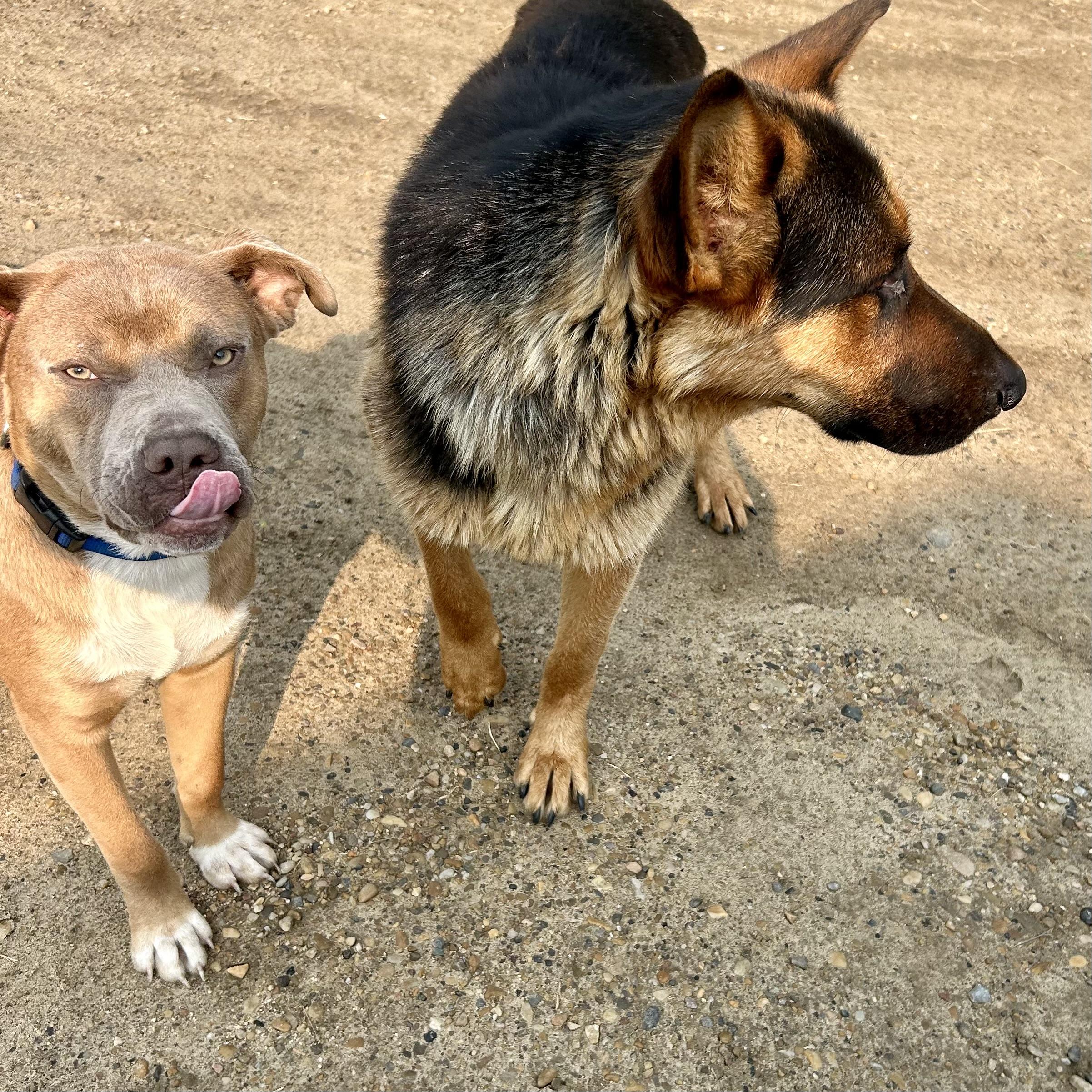 Enlarge Romeo, an adoptable mixed breed in Edmonton, AB image 4/4