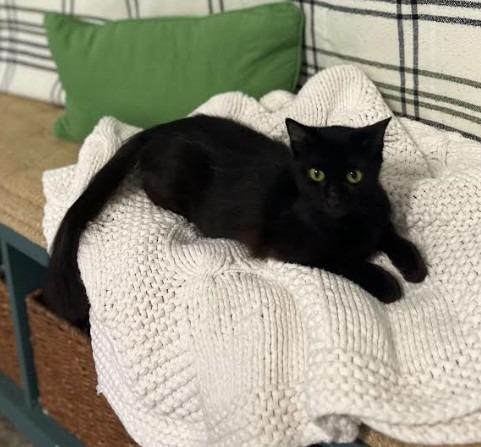 Bridget, Adoptable, Young Female Domestic Medium Hair.