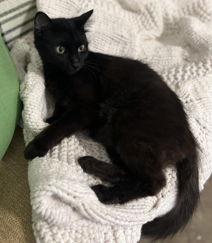 Enlarge Bridget, a Adoptable Domestic Medium Hair in Nacogdoches, TX image 2/2