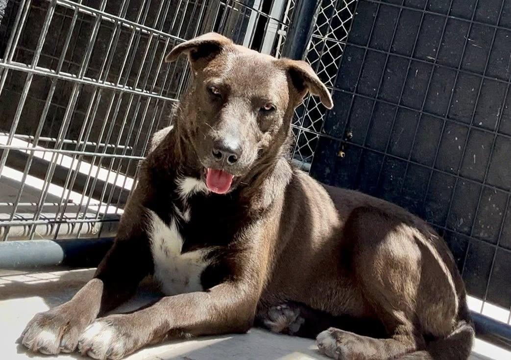 Enlarge Benny, a Adopted Pit Bull Terrier in Rowlett, TX image 2/3