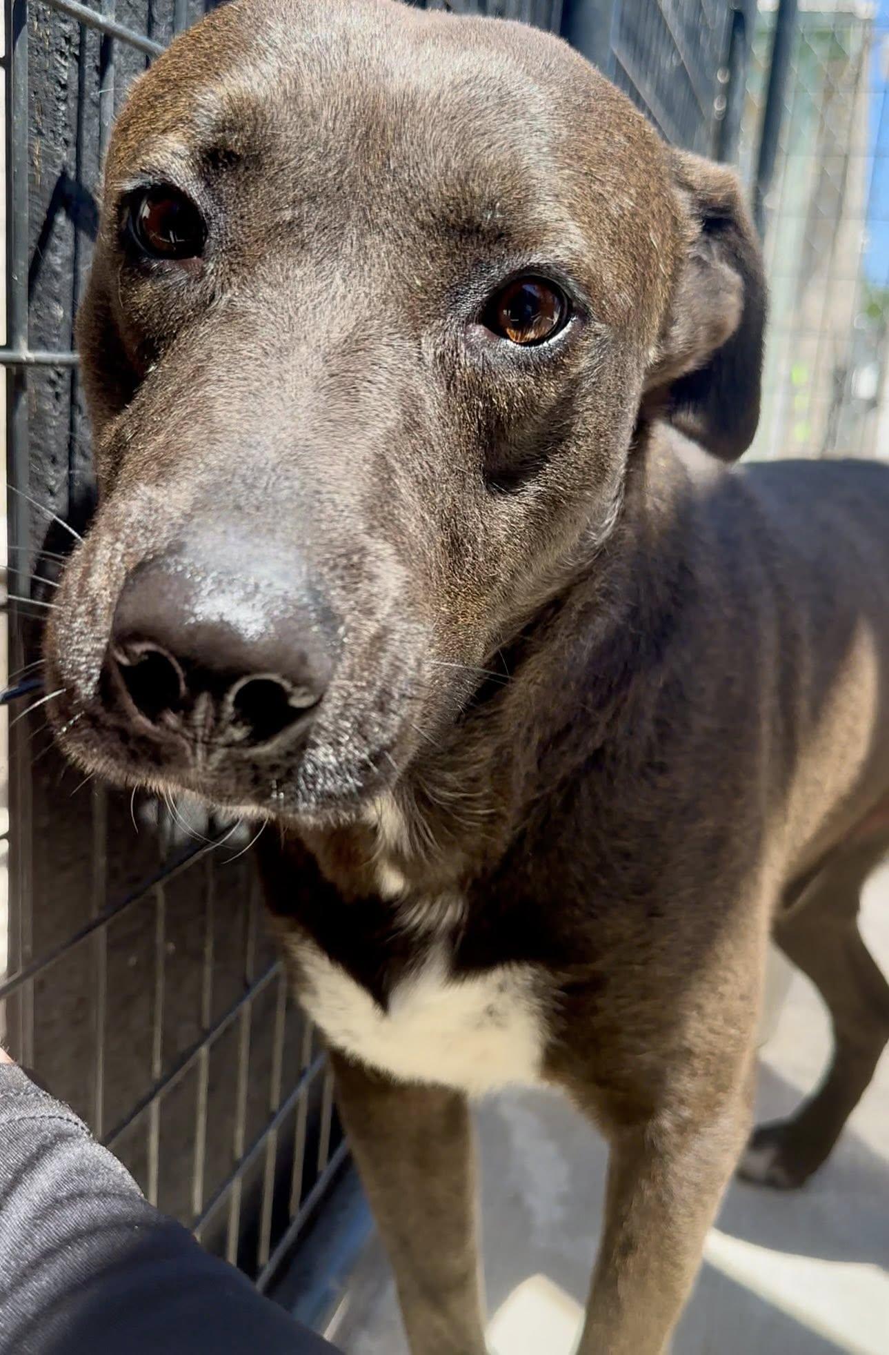 Enlarge Benny, a Adopted Pit Bull Terrier in Rowlett, TX image 3/3