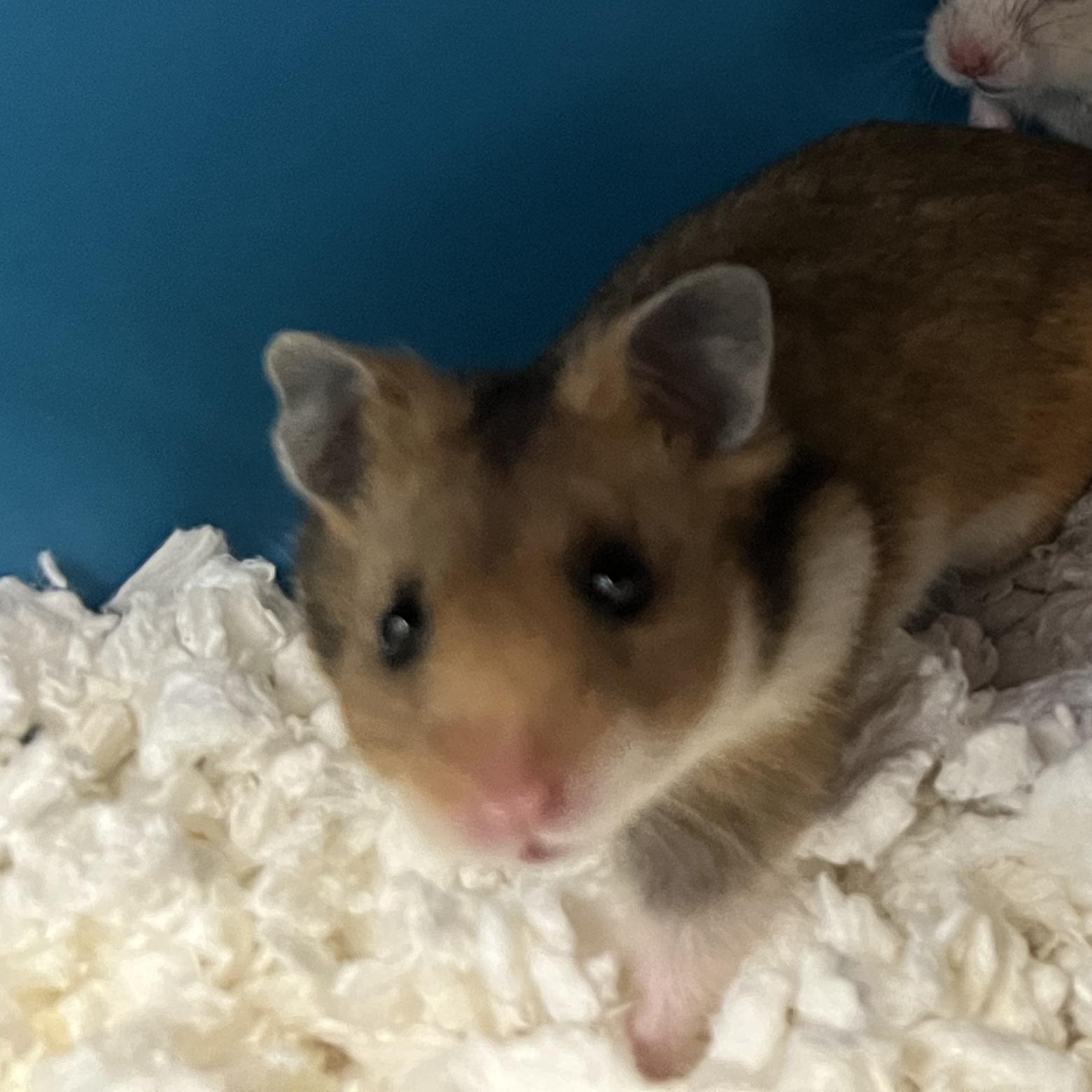Toffee, Young Female unknown