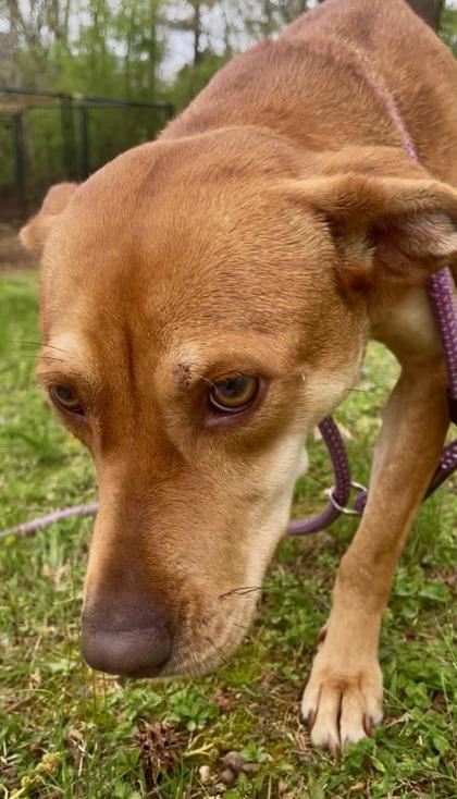 Auntie Anne, Adoptable, Young Female Labrador Retriever & Mixed Breed.