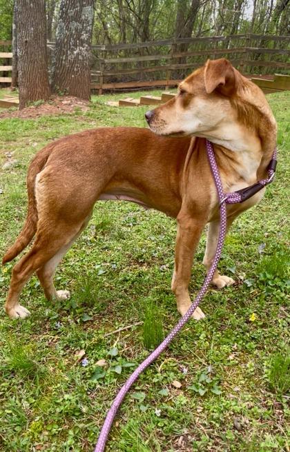 Enlarge Auntie Anne, a Adoptable mixed breed in Cumming, GA image 2/3