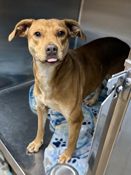 Enlarge Auntie Anne, a Adoptable mixed breed in Cumming, GA image 3/3