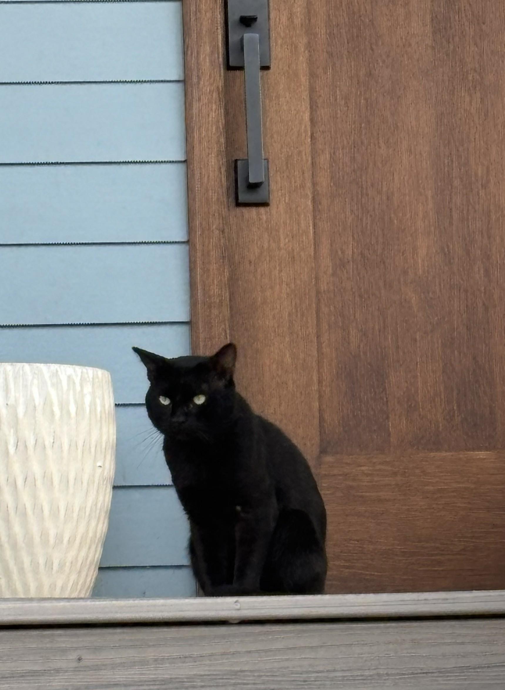 Enlarge Buster, a Adoptable American Shorthair in Hot Springs, AR image 3/6