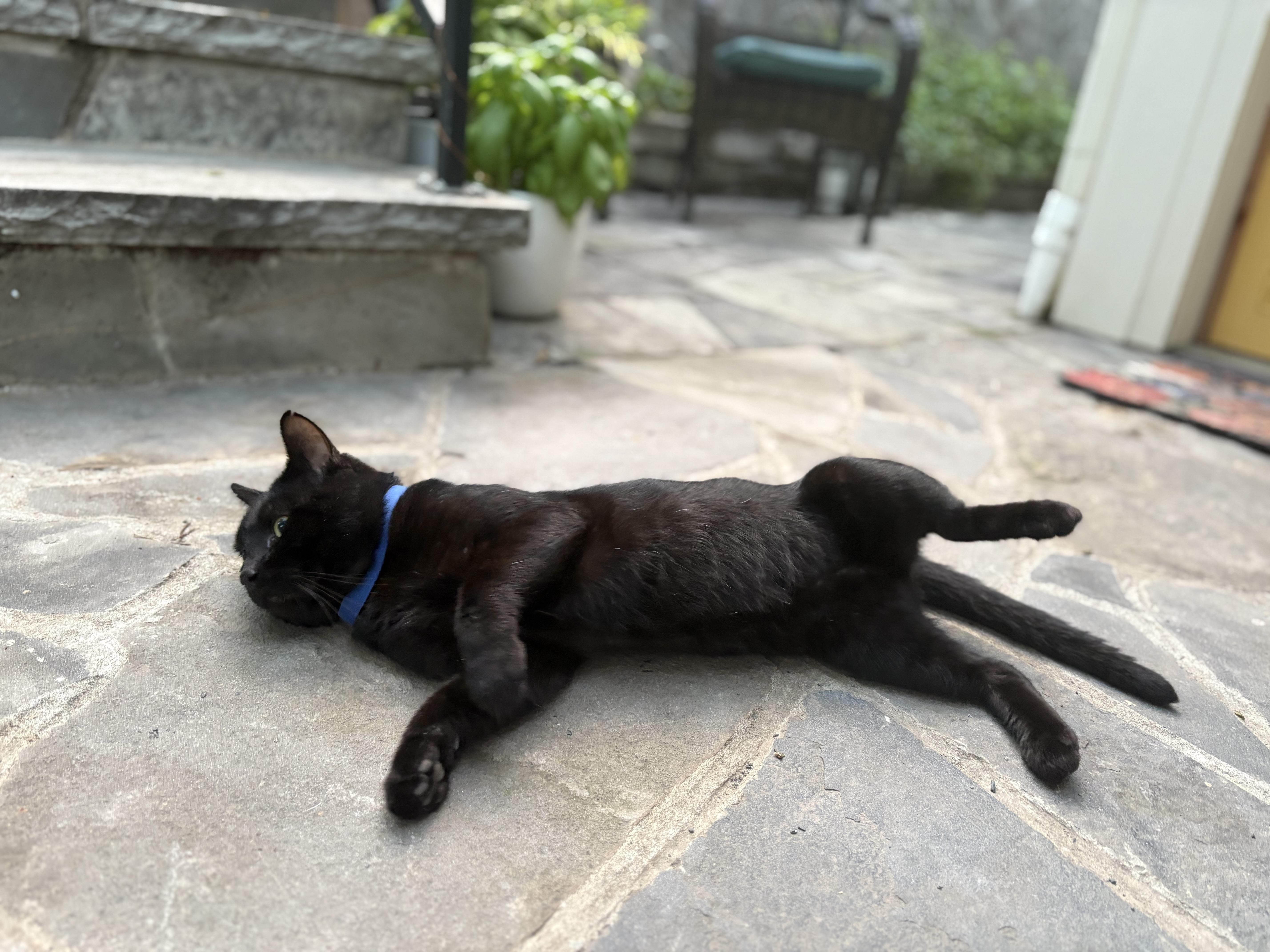 Buster, a Adoptable American Shorthair in Hot Springs, AR image 4/6