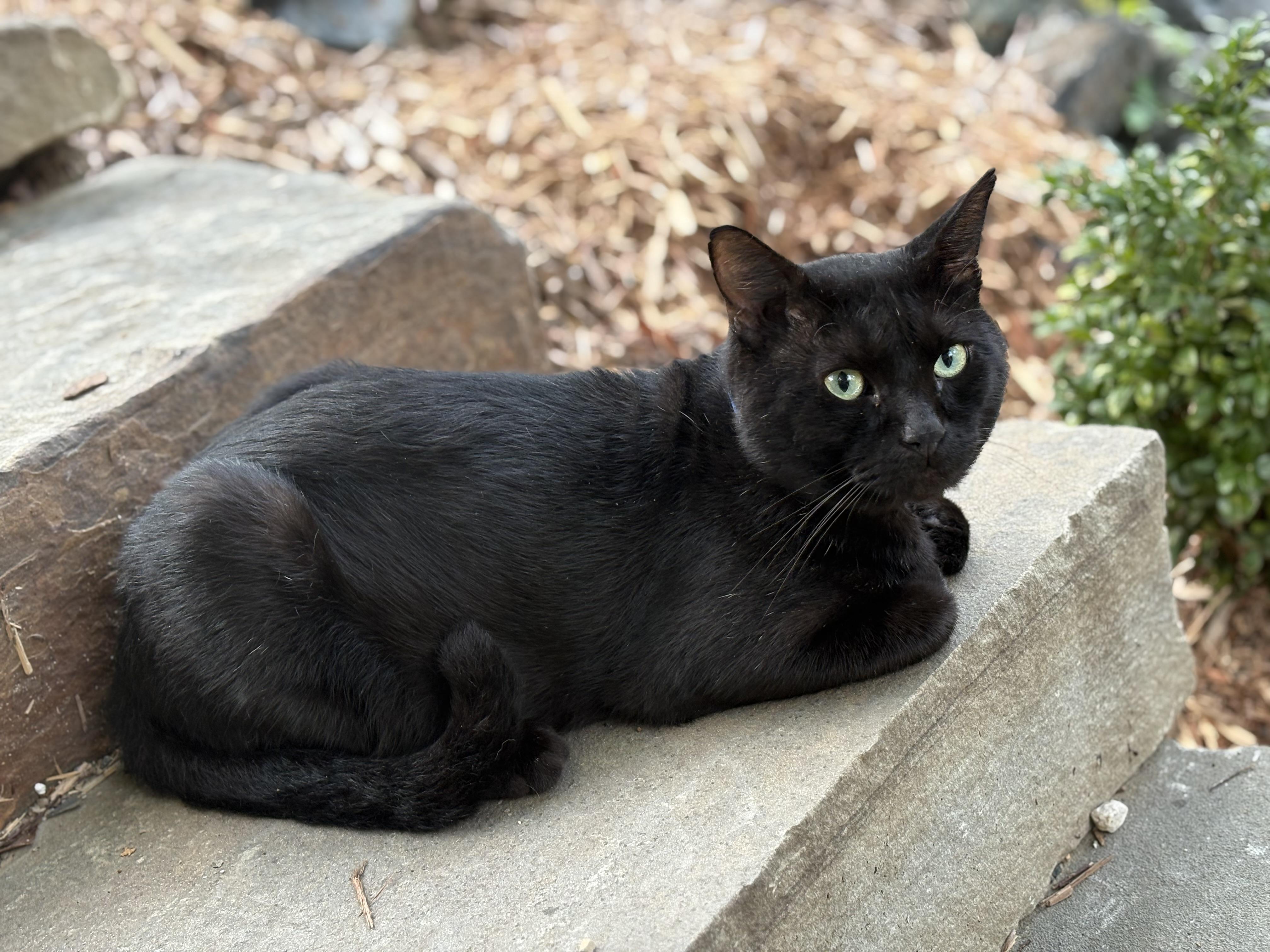 Buster, a Adoptable American Shorthair in Hot Springs, AR image 5/6