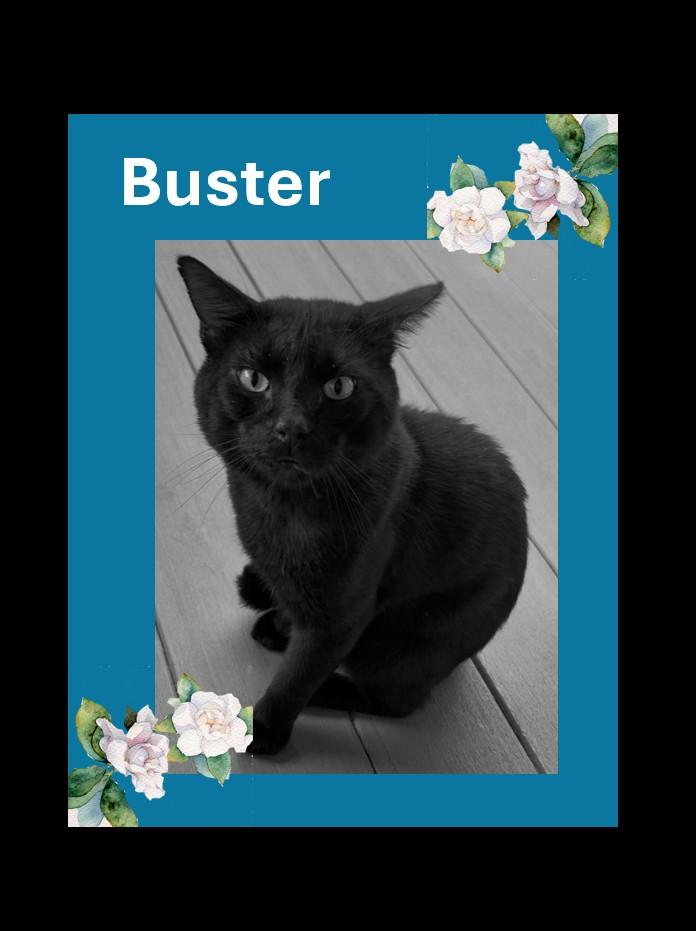 Buster, Adoptable, Adult Male American Shorthair.